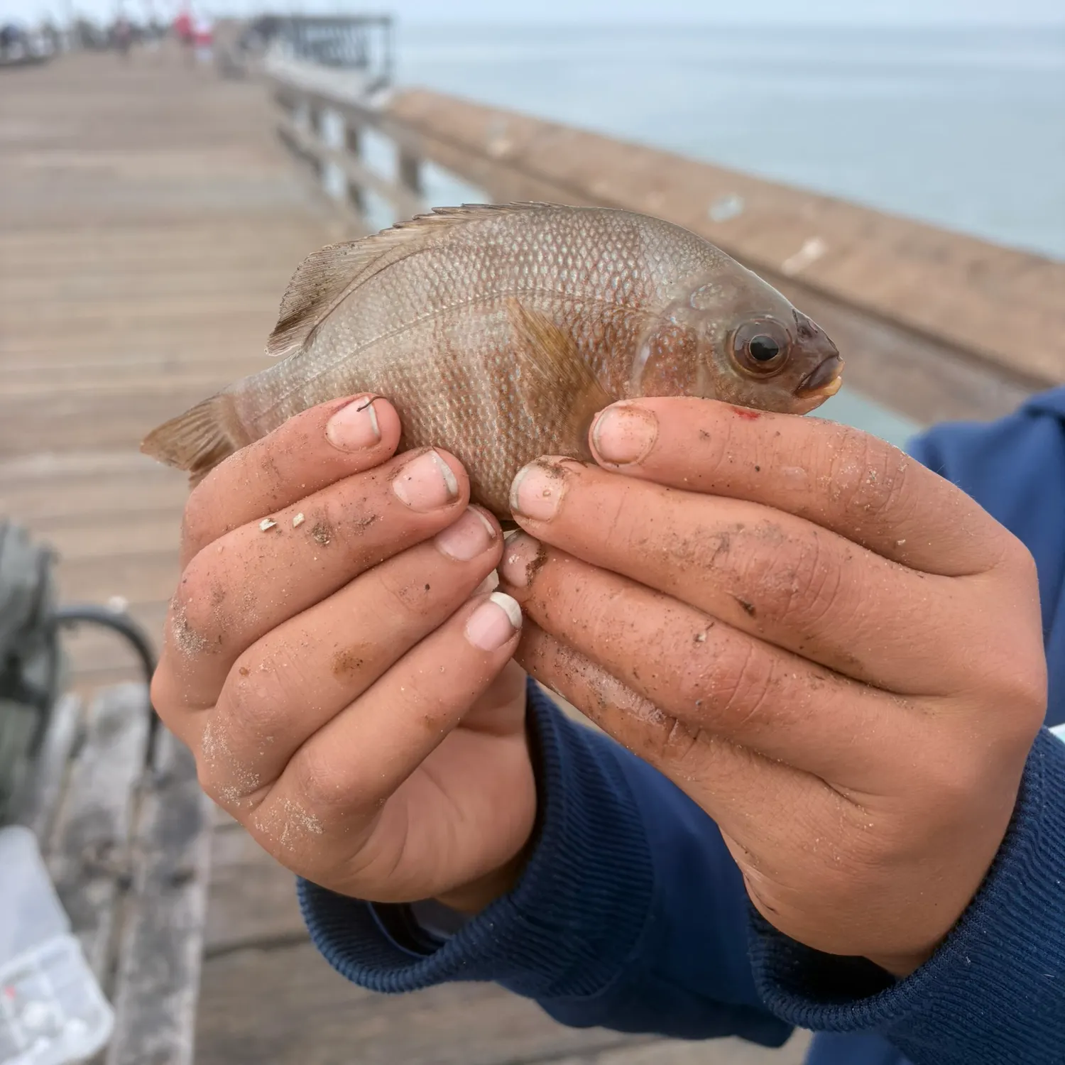 The most recent Black perch catches on Fishbrain