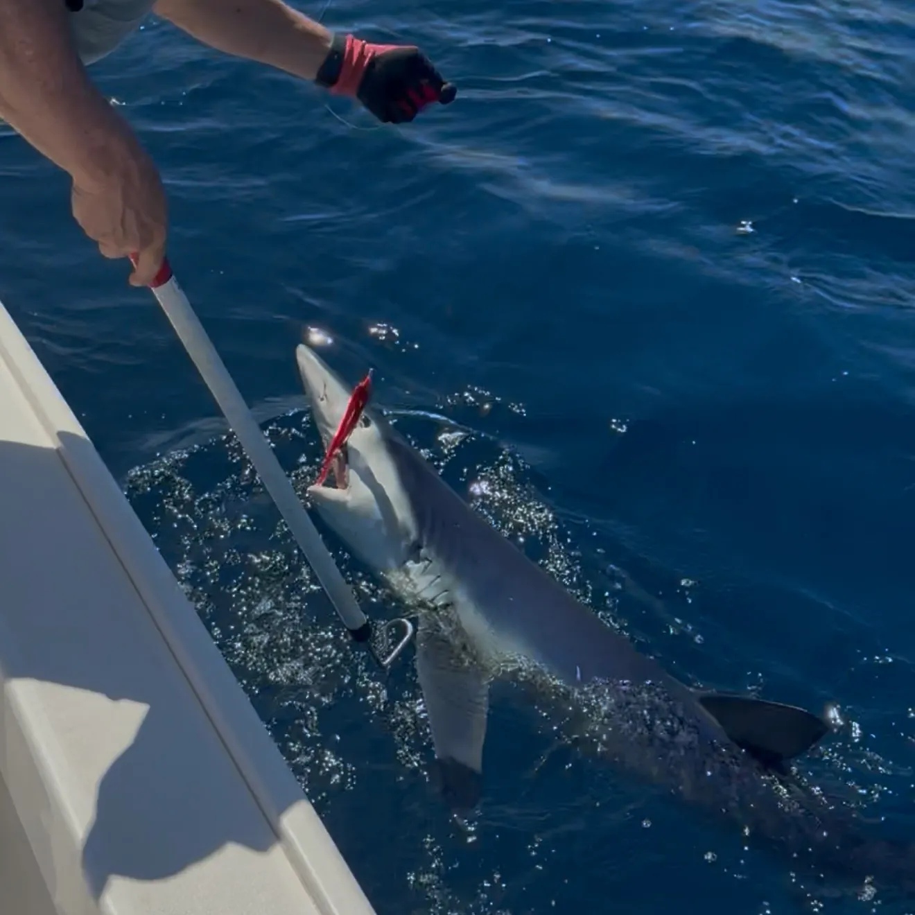 The most recent Blue shark catches on Fishbrain