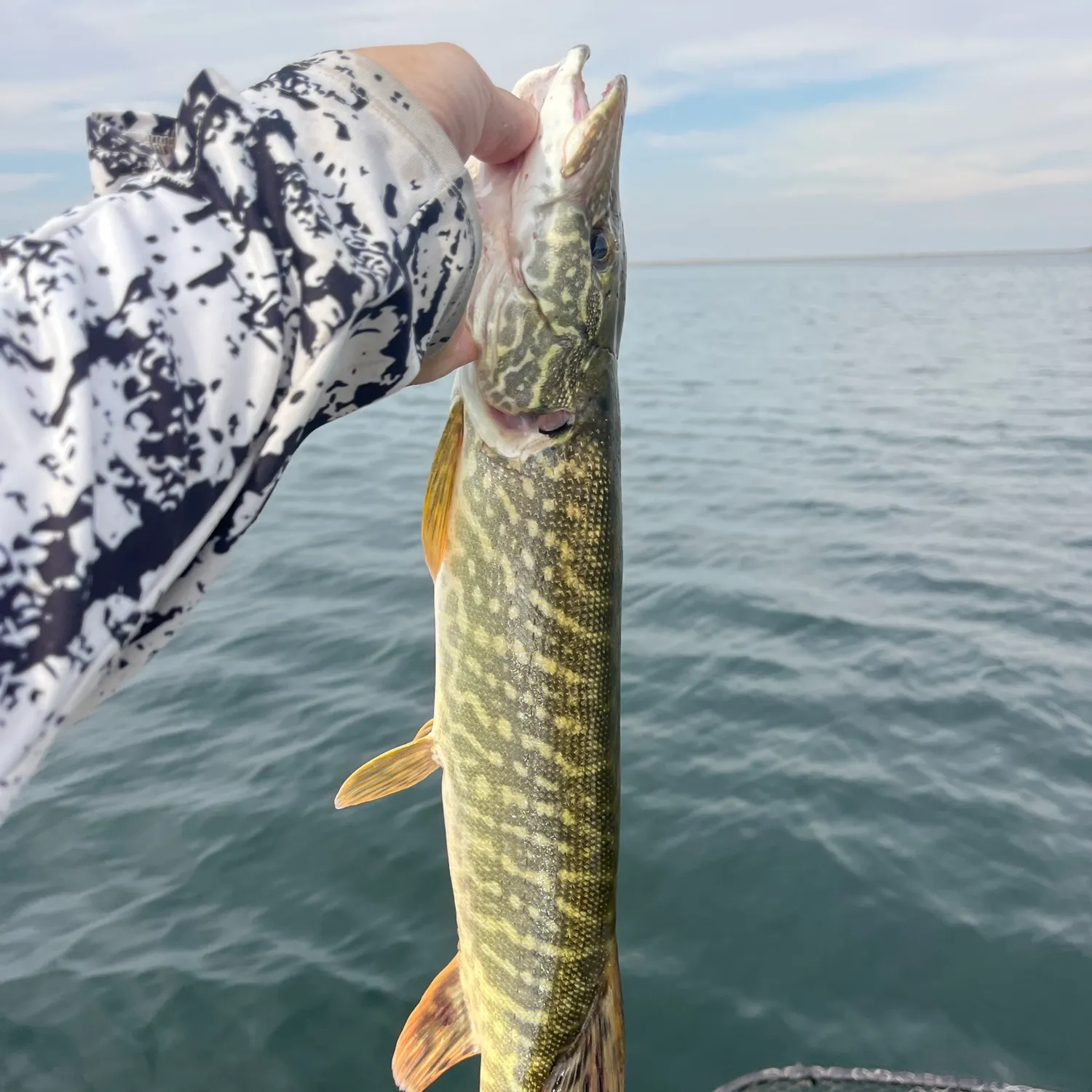 Northern pike caught on Fishbrain
