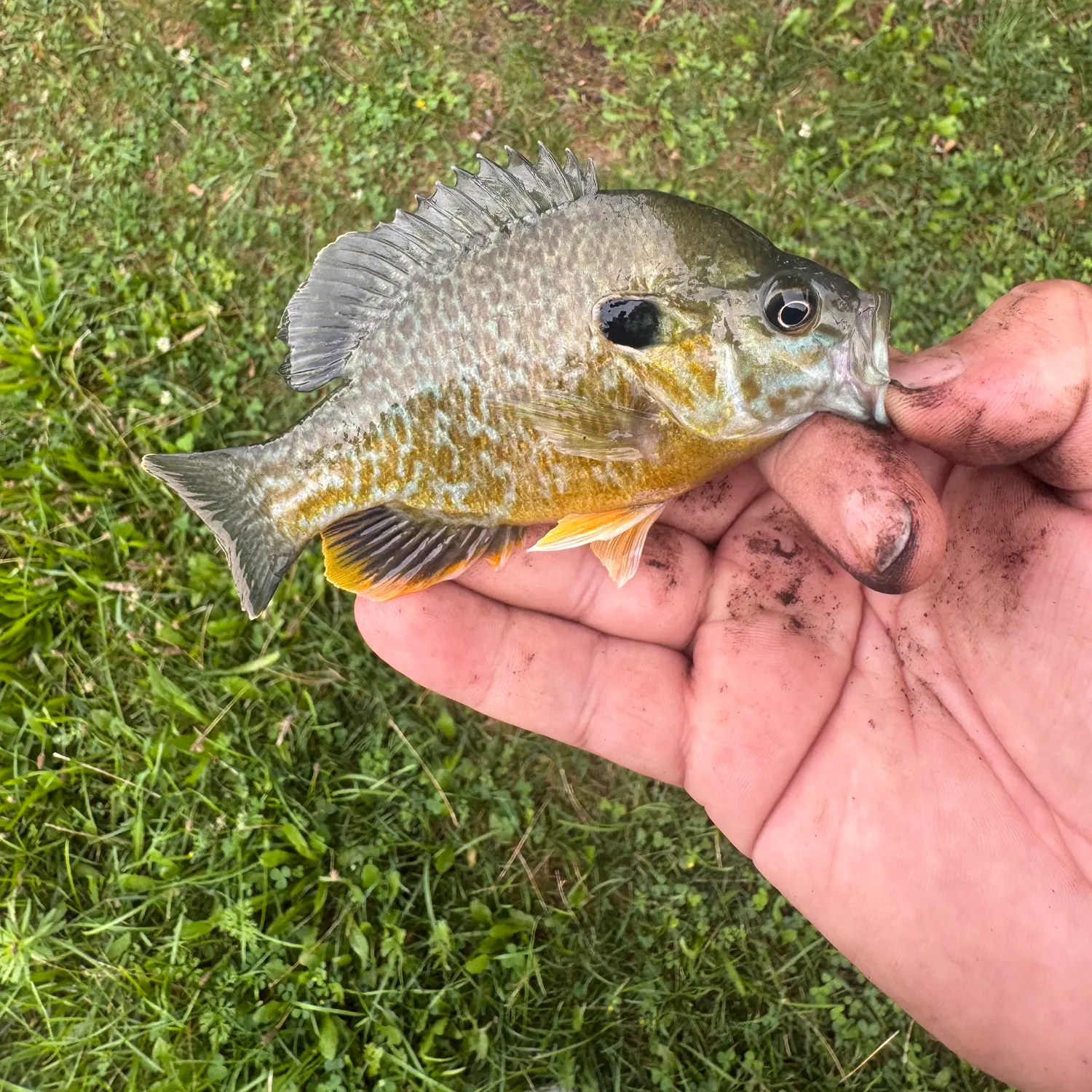 Greengill hybrid caught on Fishbrain