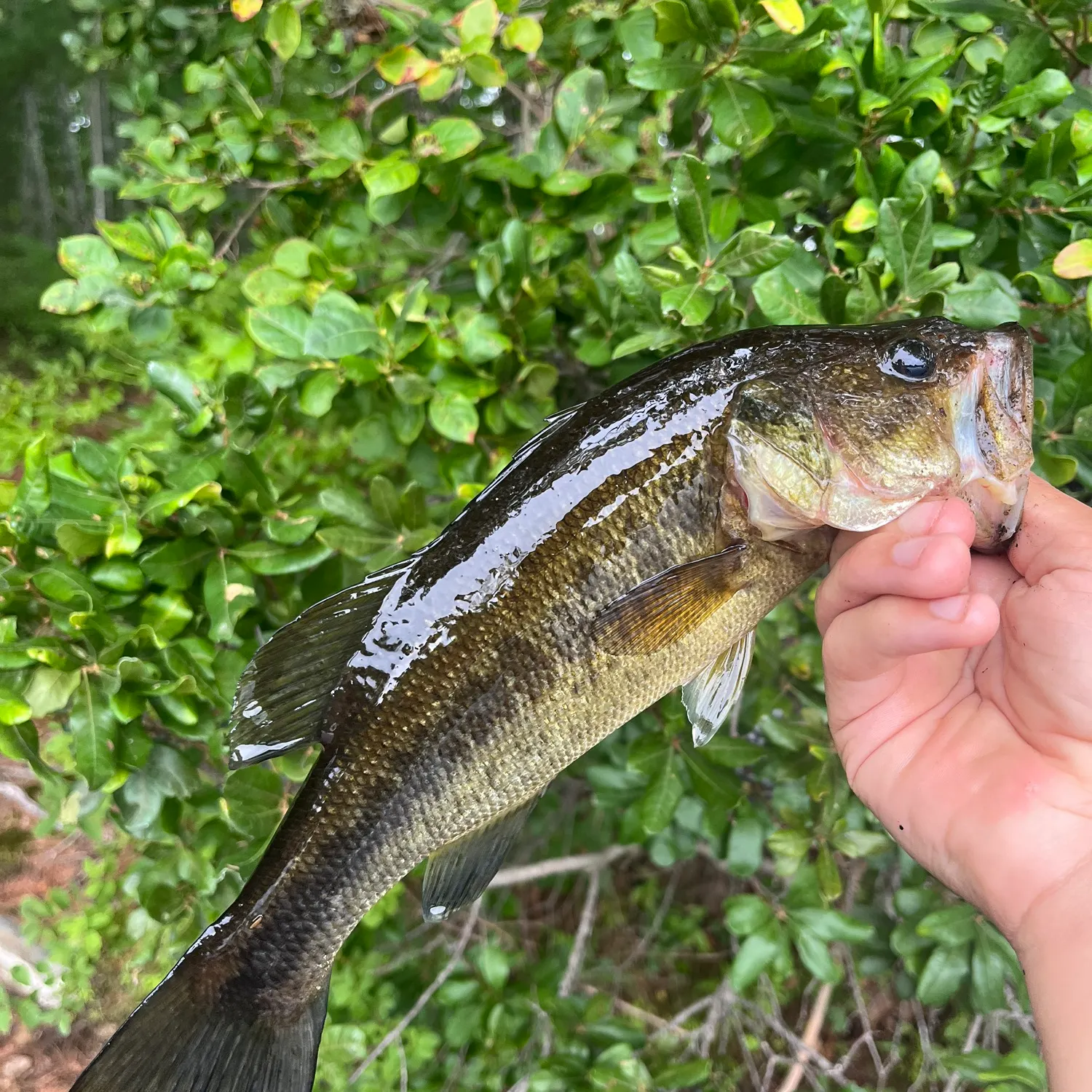 Largemouth bass caught on Fishbrain