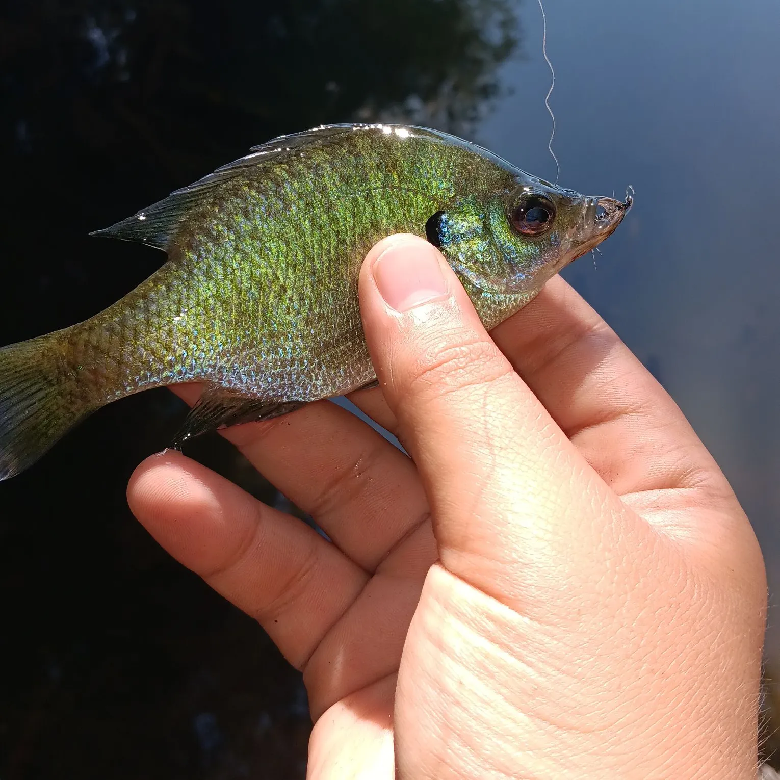 Bluegill caught on Fishbrain