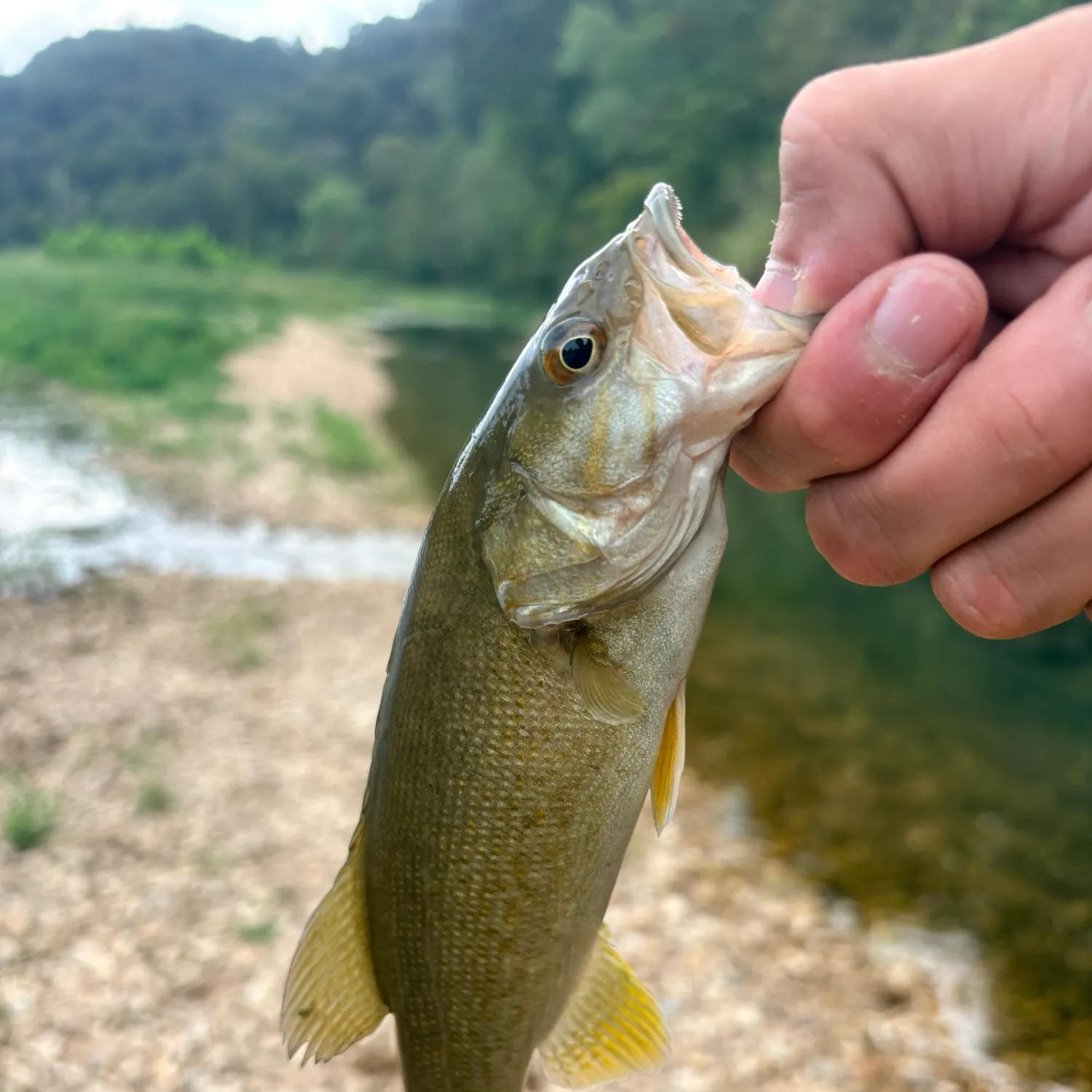 Smallmouth bass caught on Fishbrain