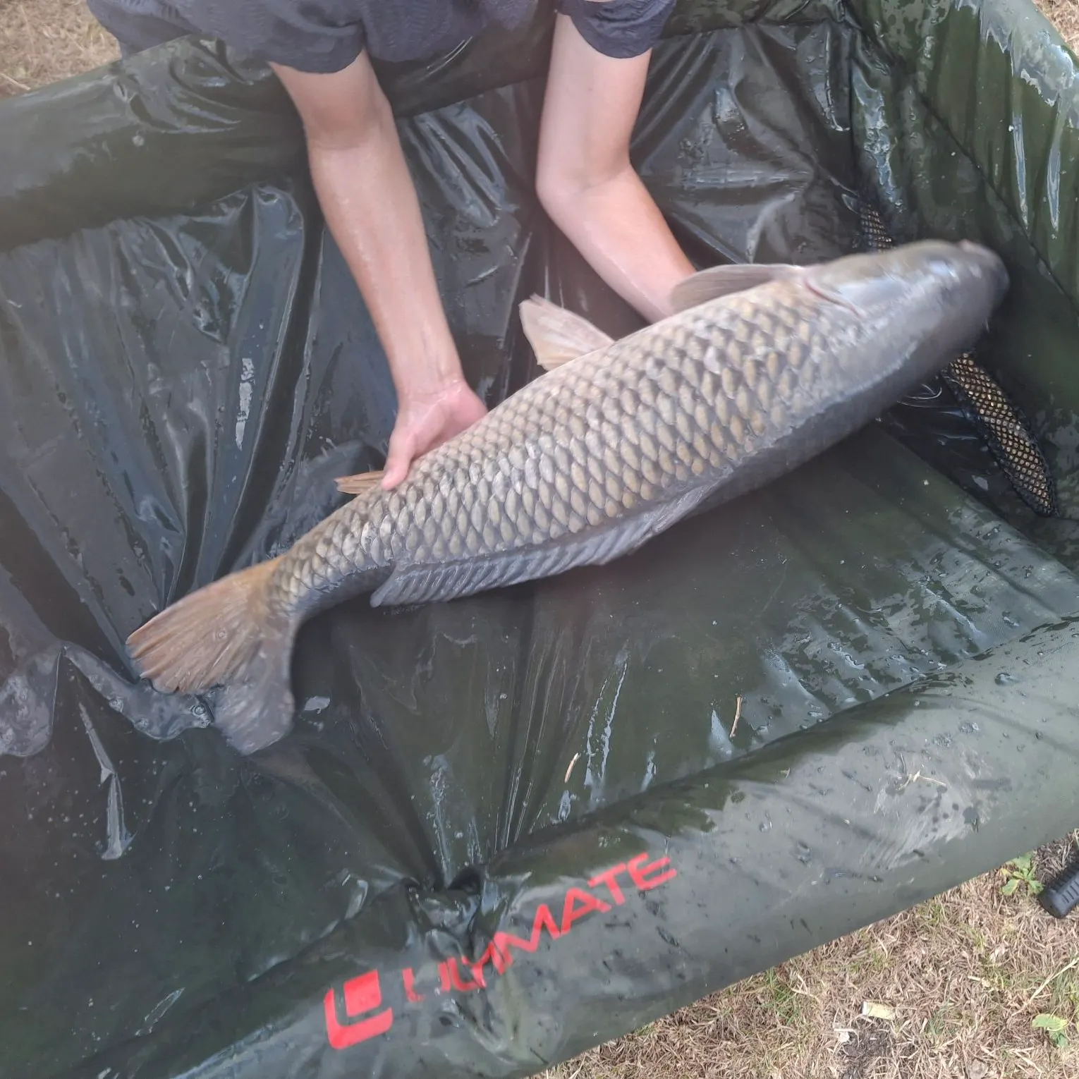 Common carp caught on Fishbrain