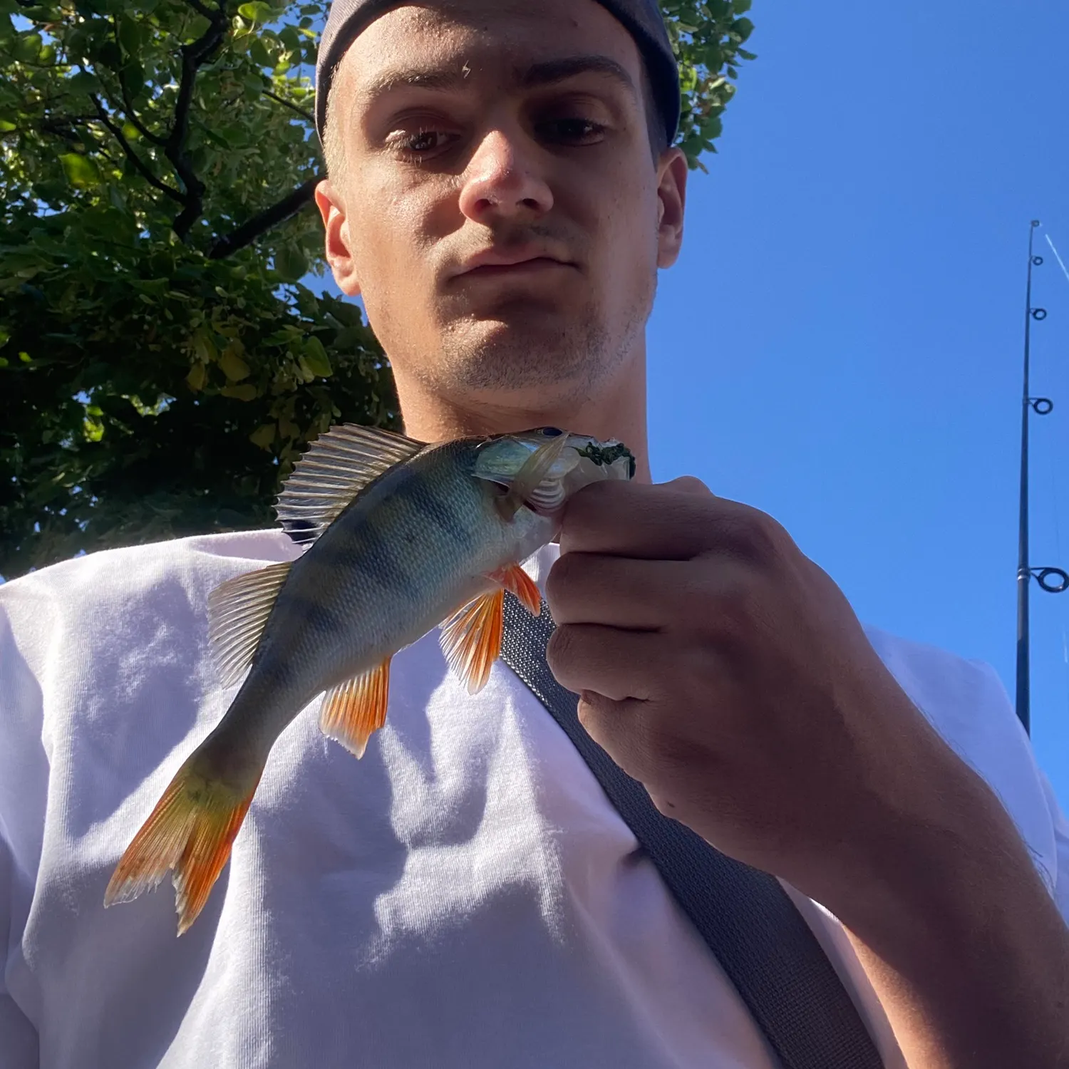European perch caught on Fishbrain