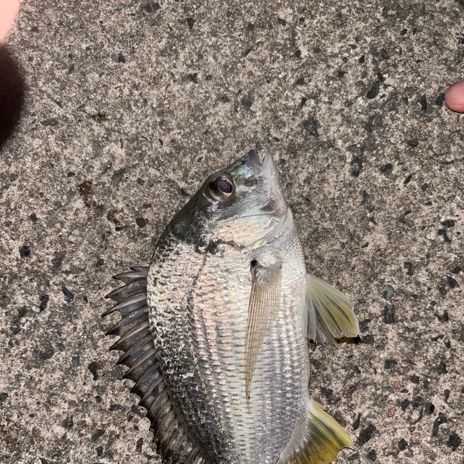 Surf bream caught on Fishbrain