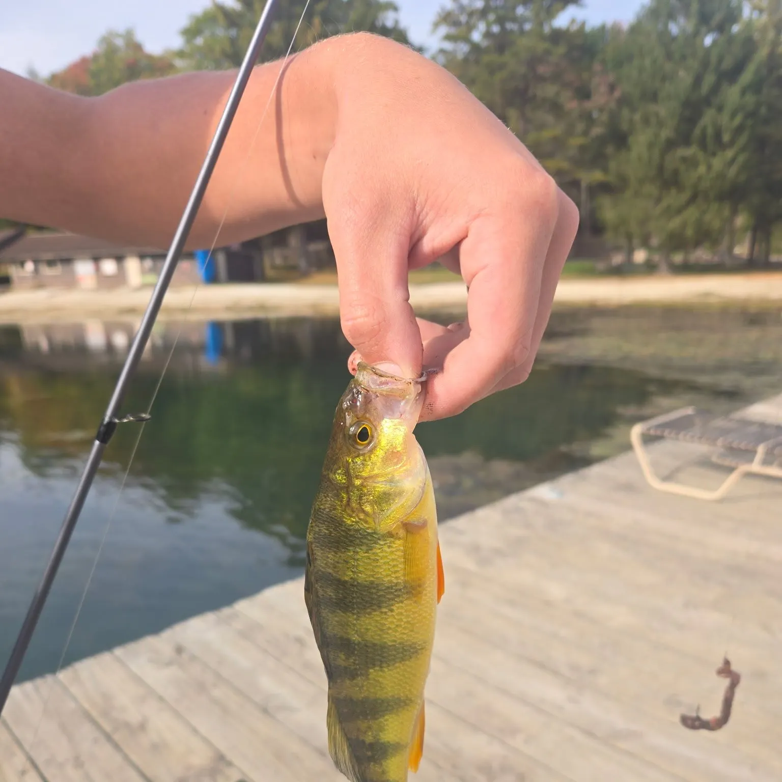 Yellow perch caught on Fishbrain