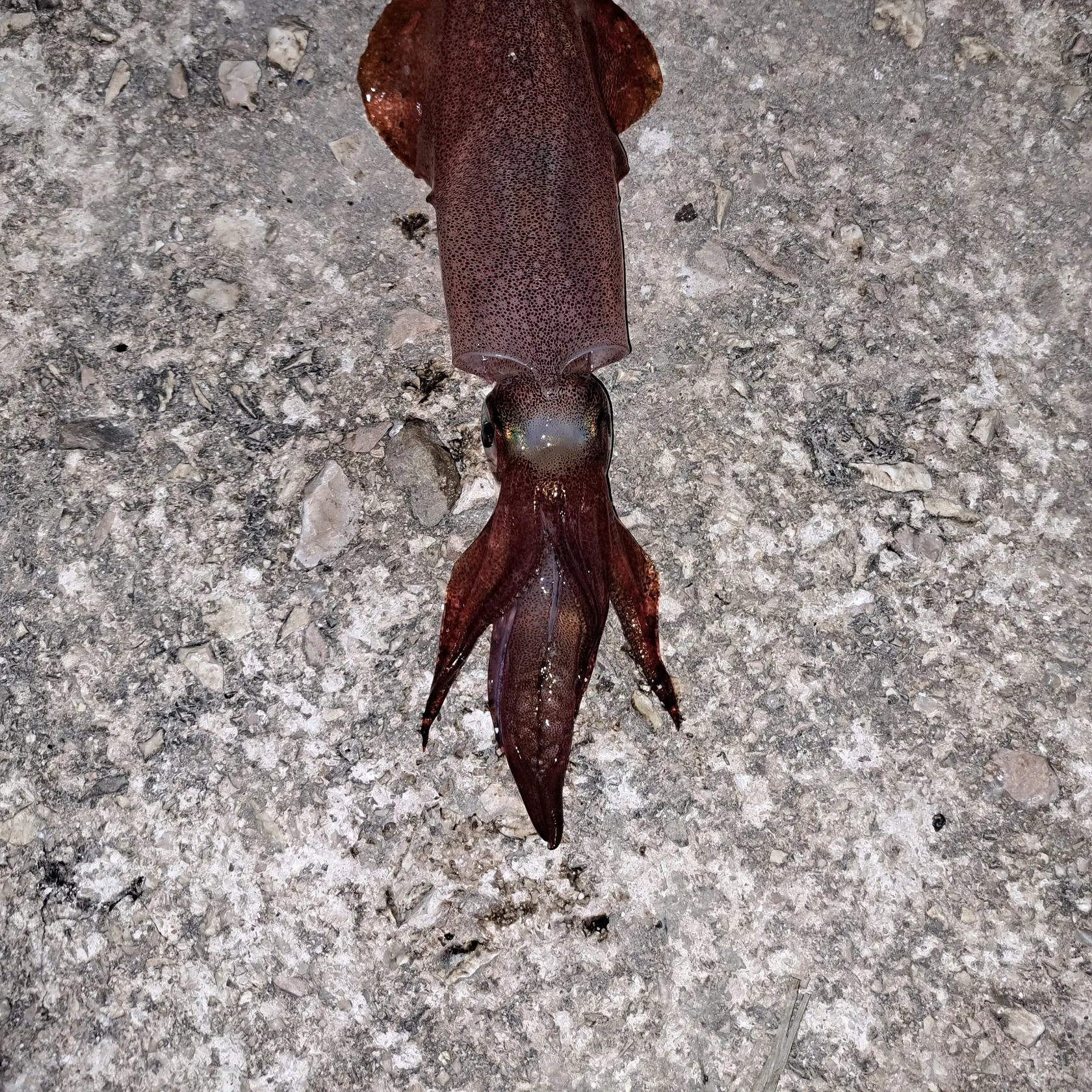 The most recent European flying squid catches on Fishbrain