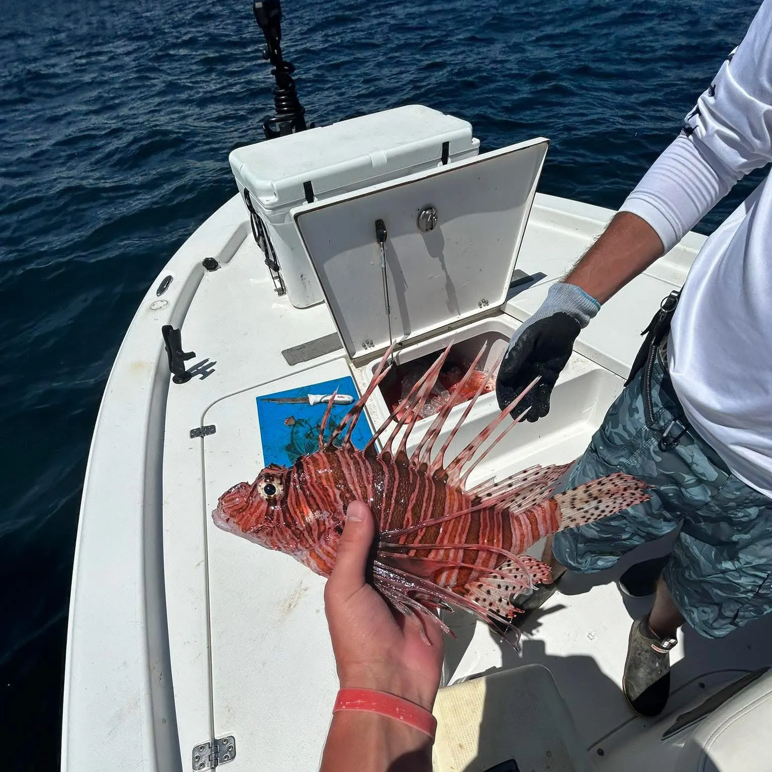 The most recent Red lionfish catches on Fishbrain