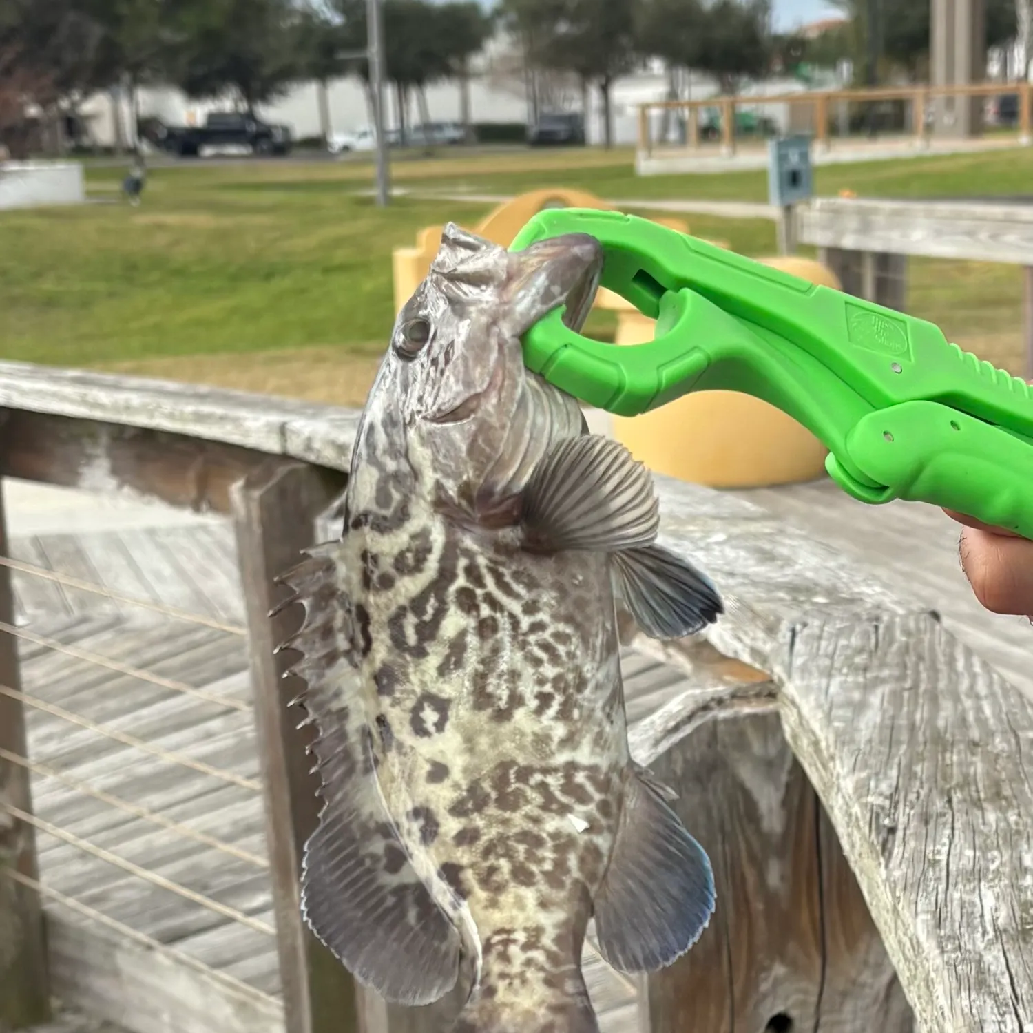 The most recent Gag grouper catches on Fishbrain