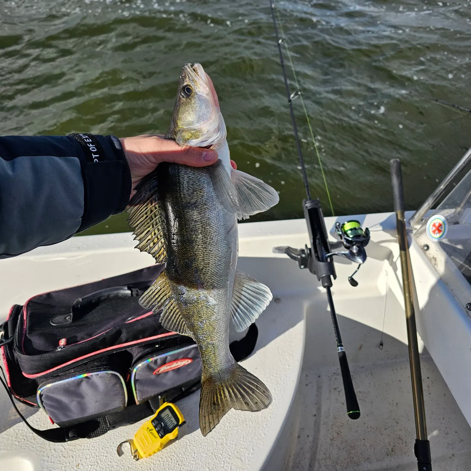 Zander caught on Fishbrain