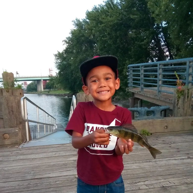 Yellow perch caught on Fishbrain