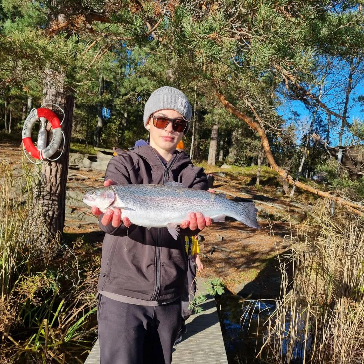 Rainbow trout caught on Fishbrain