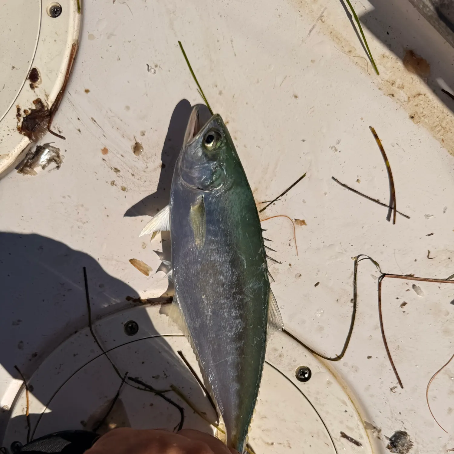 The most recent Leatherjack catches on Fishbrain