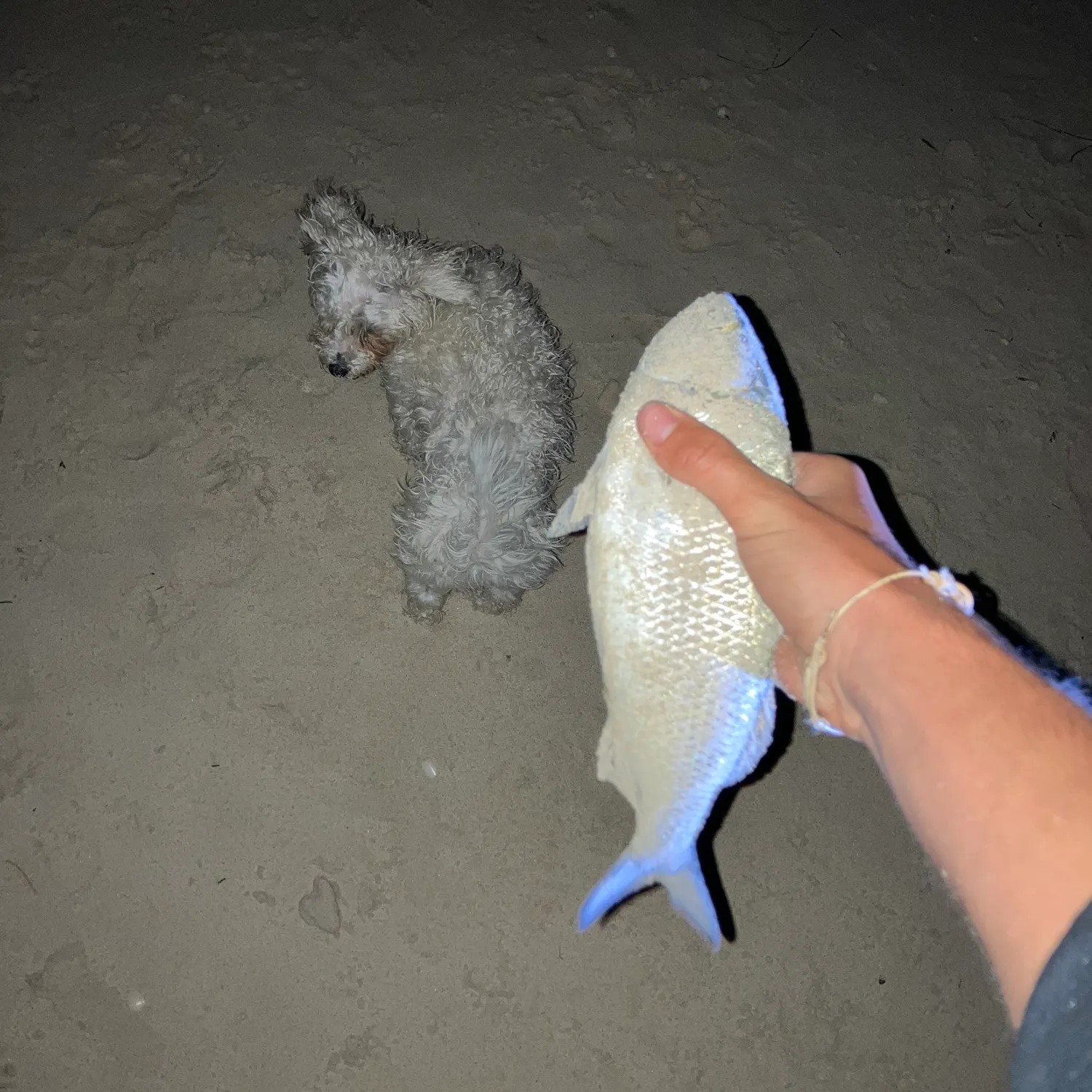 The most recent Australian ruff catches on Fishbrain