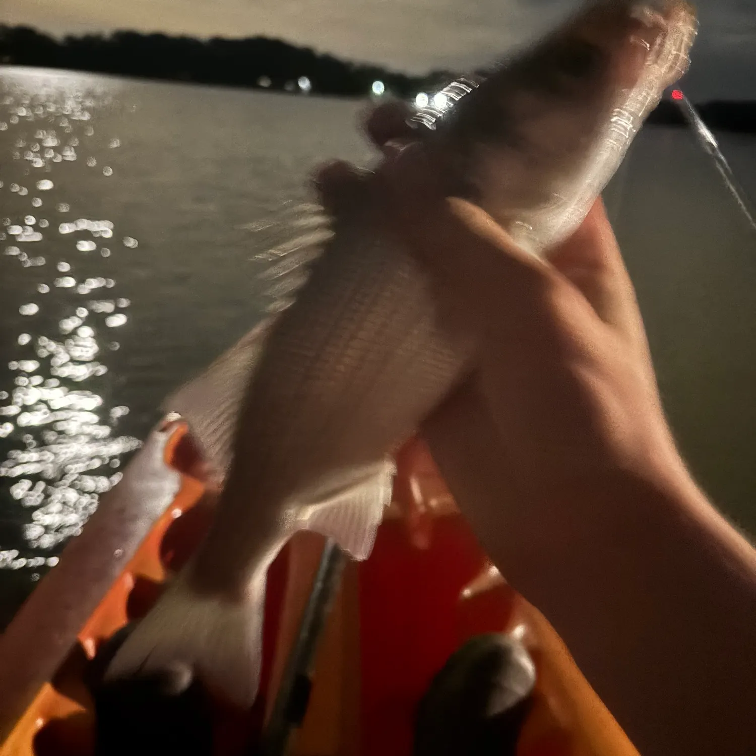 Striped bass caught on Fishbrain