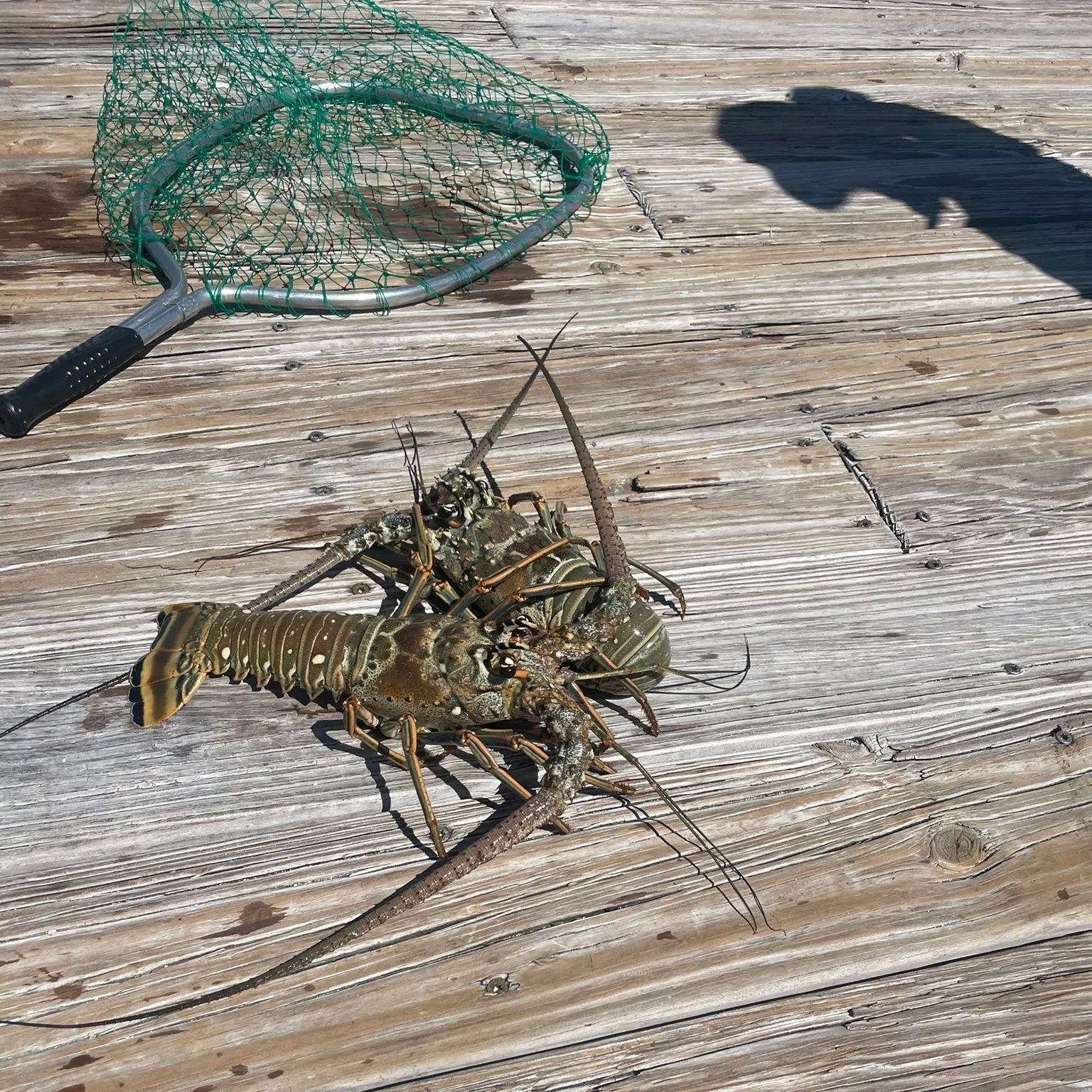 The most recent Green spiny lobster catches on Fishbrain
