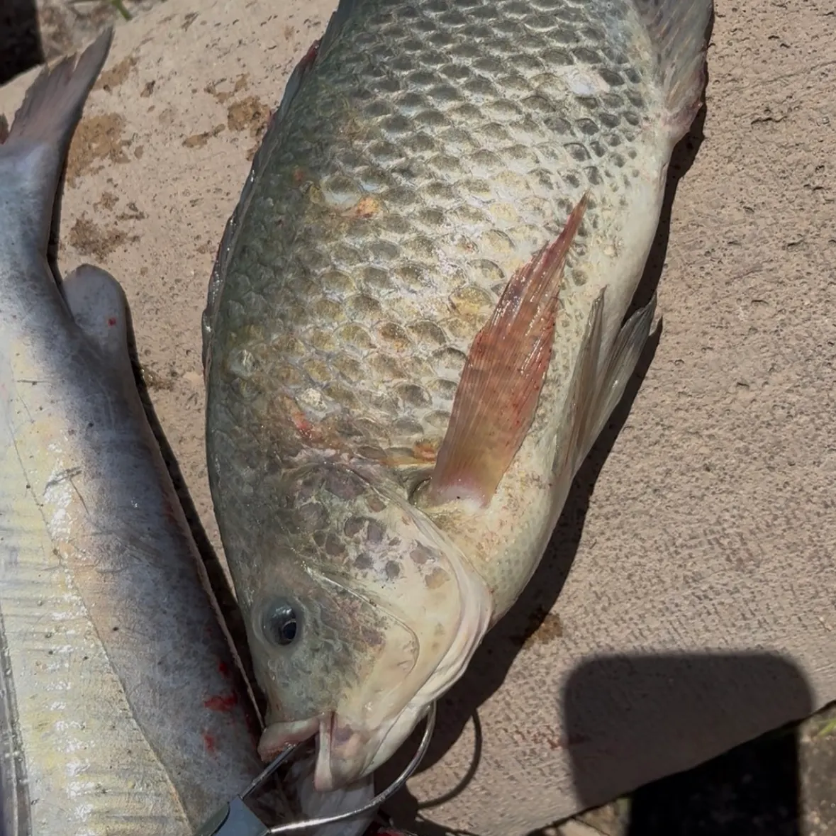Blue tilapia caught on Fishbrain