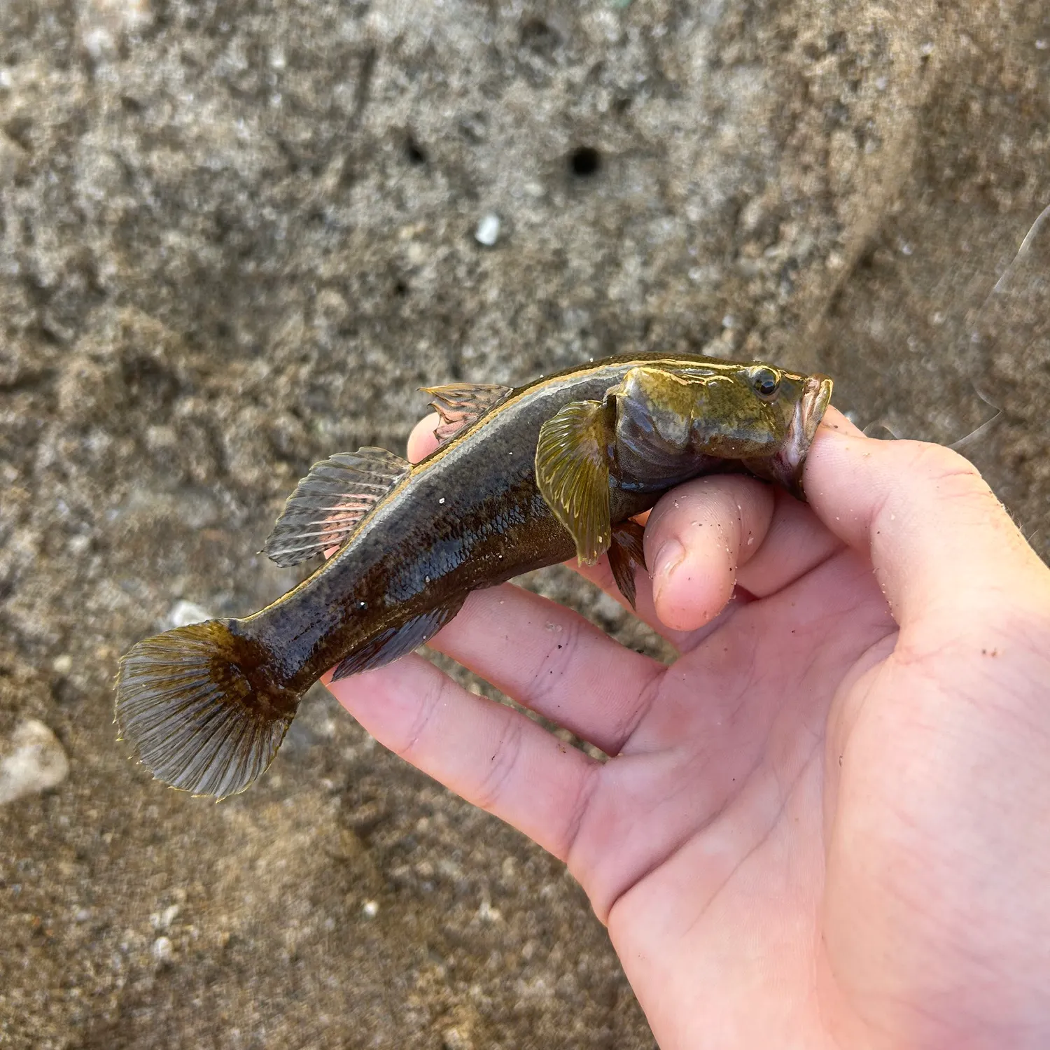 The most recent Streaky rockskipper catches on Fishbrain