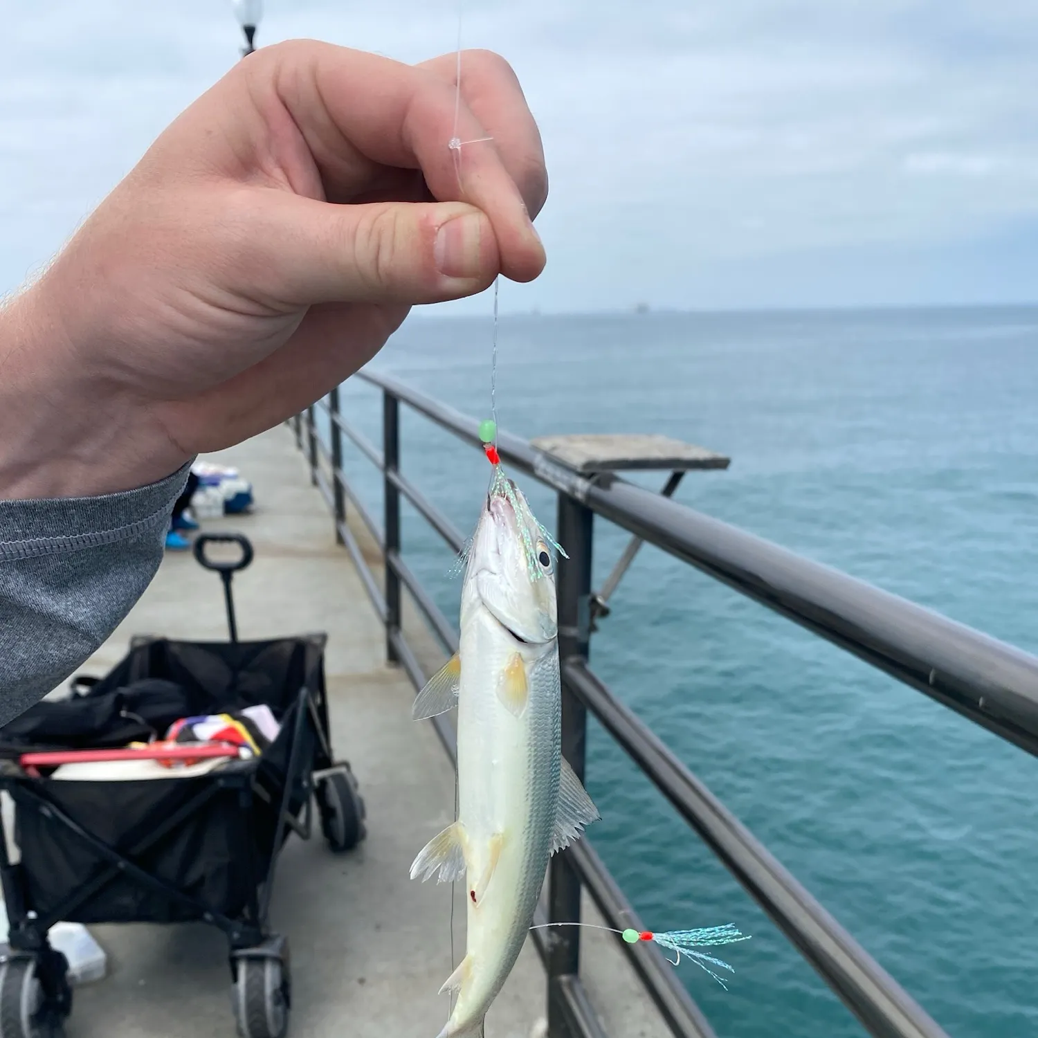 West Atlantic bonefish caught on Fishbrain