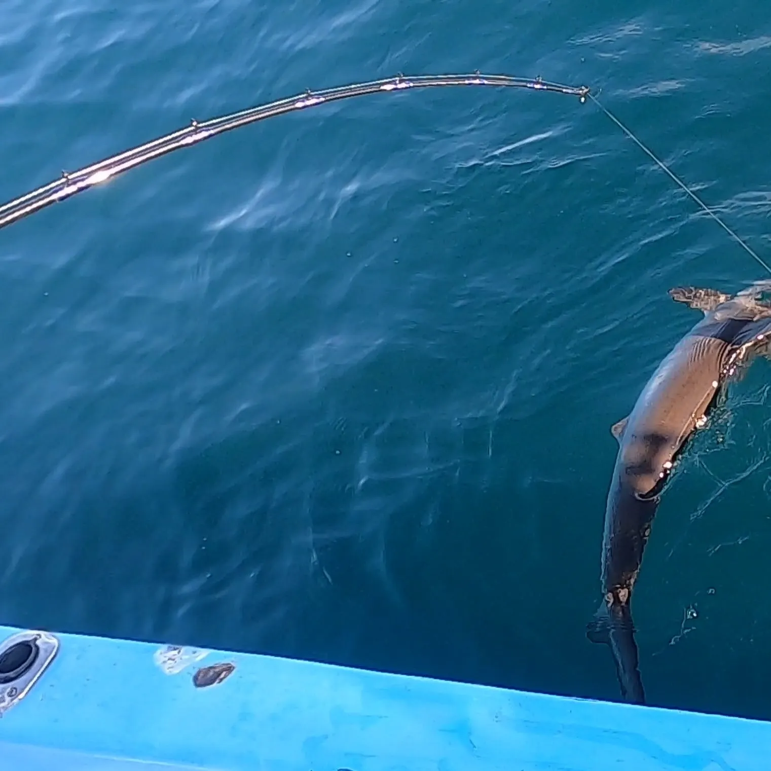 The most recent Smooth hammerhead shark catches on Fishbrain