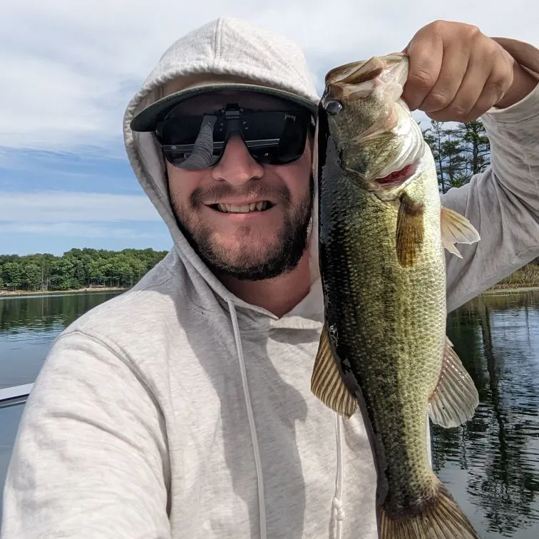 Largemouth bass caught on Fishbrain