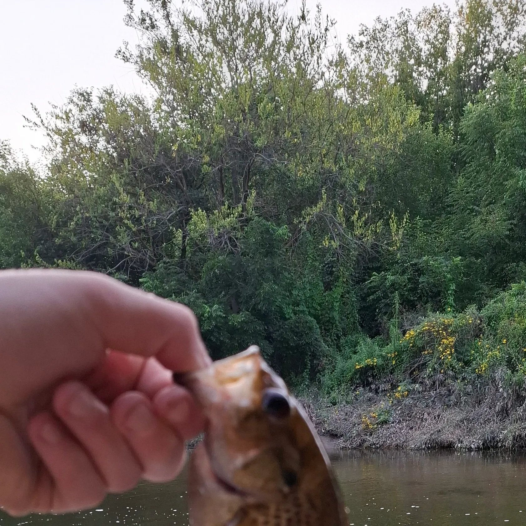Fish caught on Fishbrain