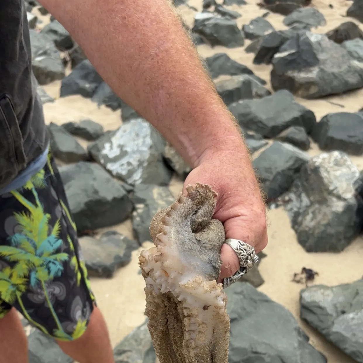 The most recent Common octopus catches on Fishbrain