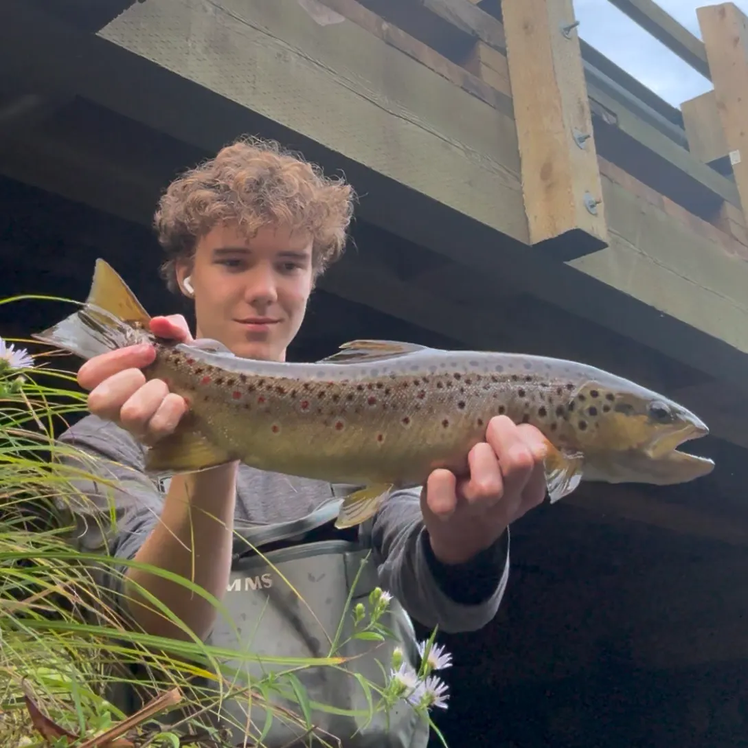 Brown trout caught on Fishbrain