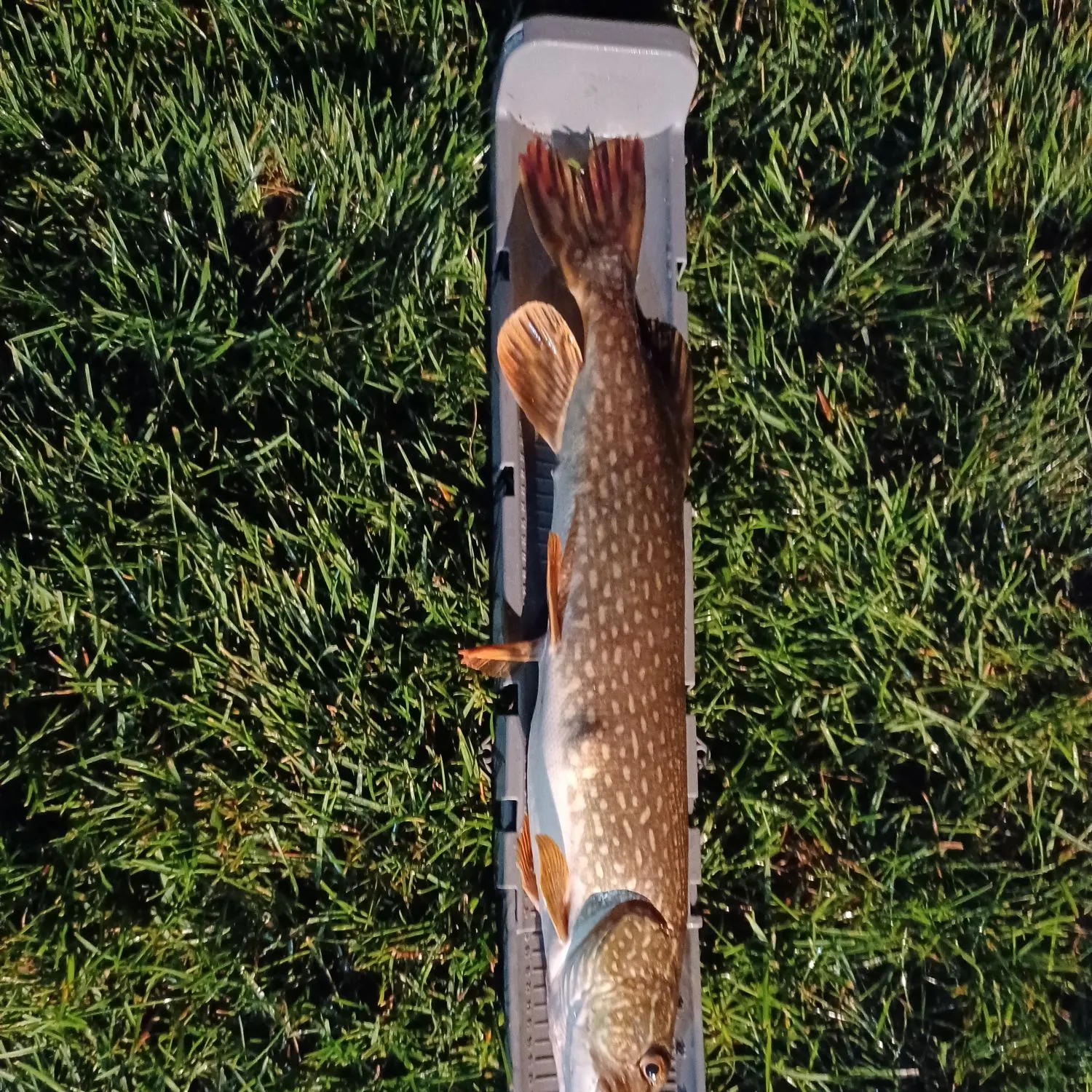 Northern pike caught on Fishbrain