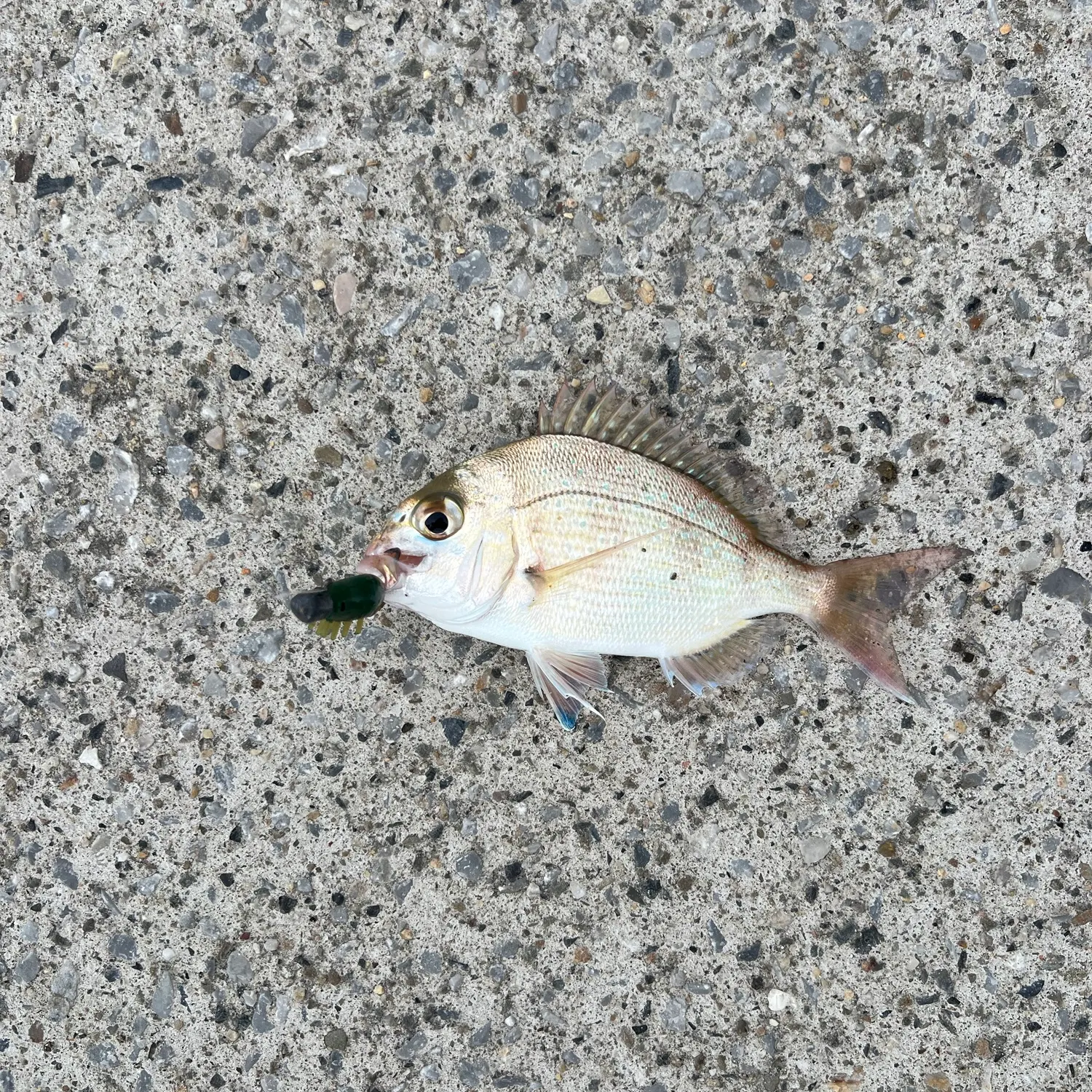 Australasian snapper caught on Fishbrain