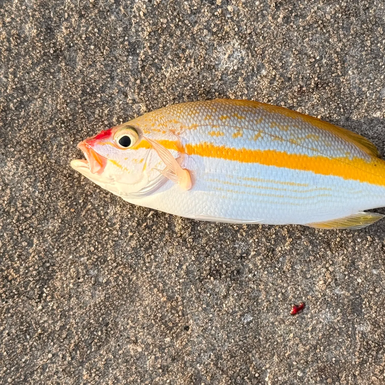 Yellowtail snapper caught on Fishbrain