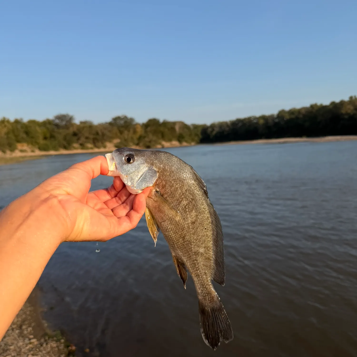 Freshwater drum caught on Fishbrain