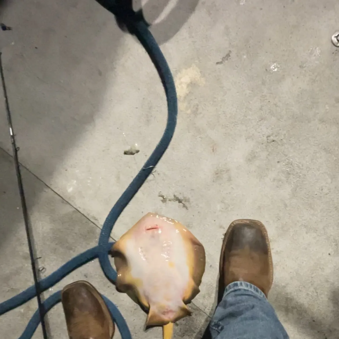 Haller's round ray caught on Fishbrain