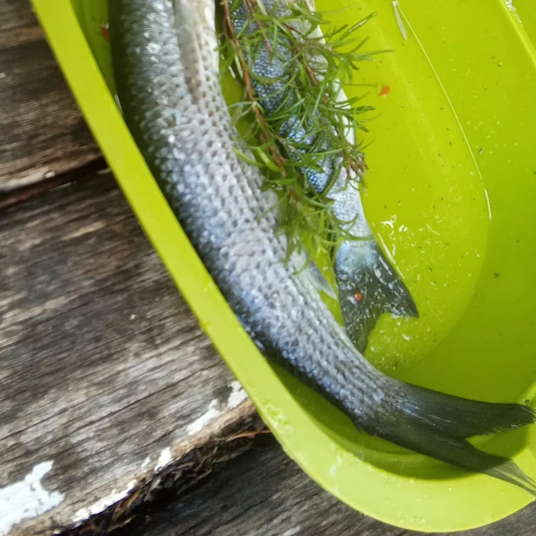 The most recent Golden grey mullet catches on Fishbrain