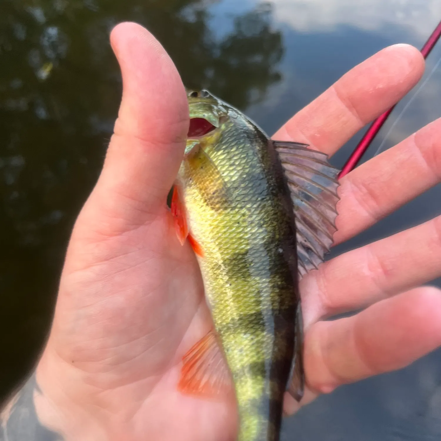 Yellow perch caught on Fishbrain