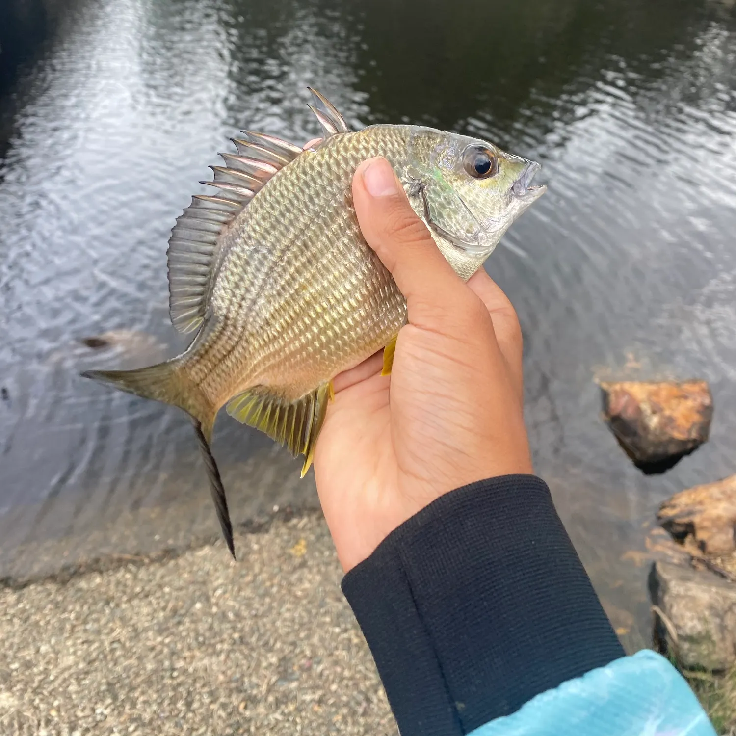 Surf bream caught on Fishbrain