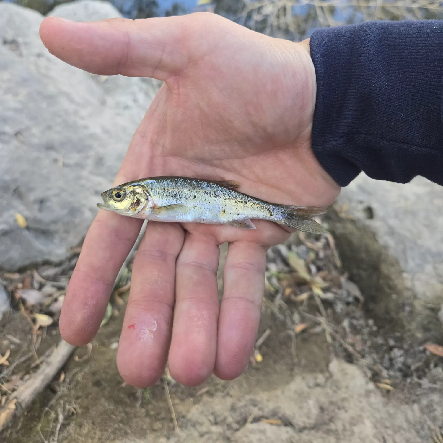 Creek chub caught on Fishbrain