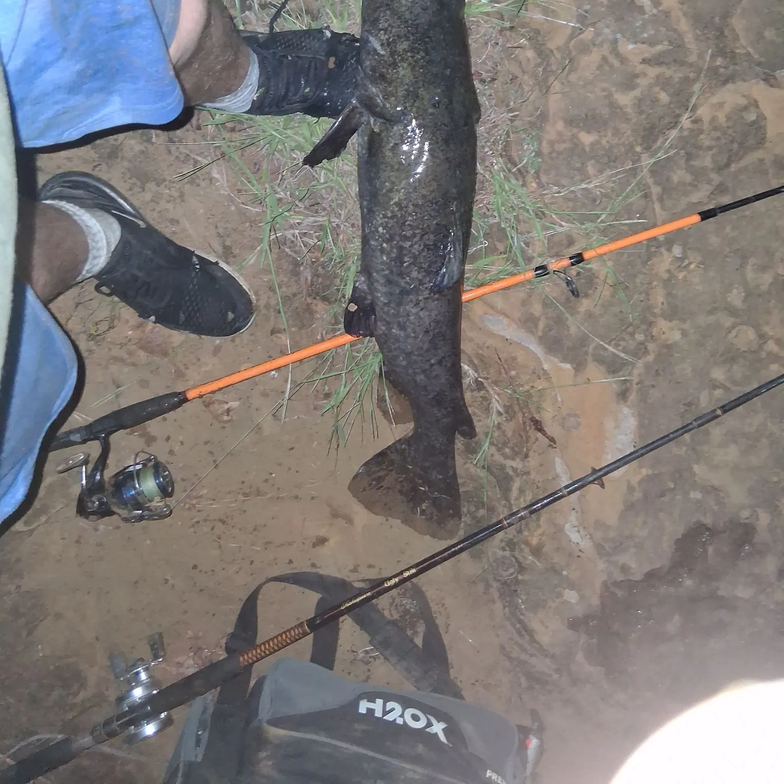 Flathead catfish caught on Fishbrain