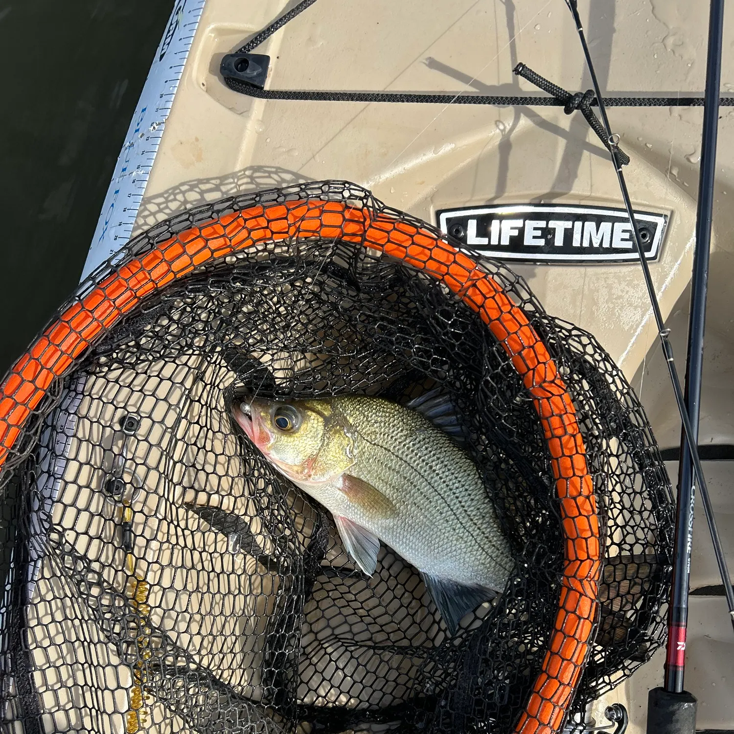 White bass caught on Fishbrain