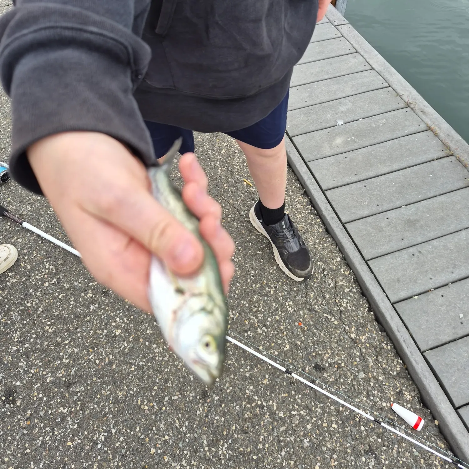 Bluefish caught on Fishbrain