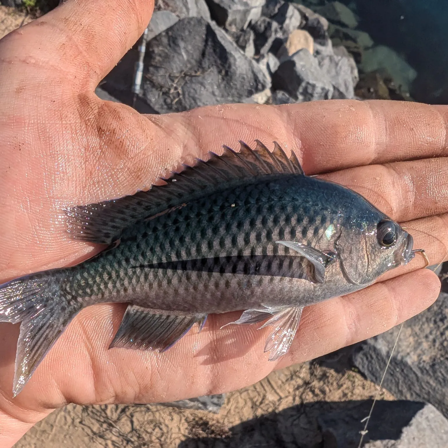 The most recent Blacksmith catches on Fishbrain