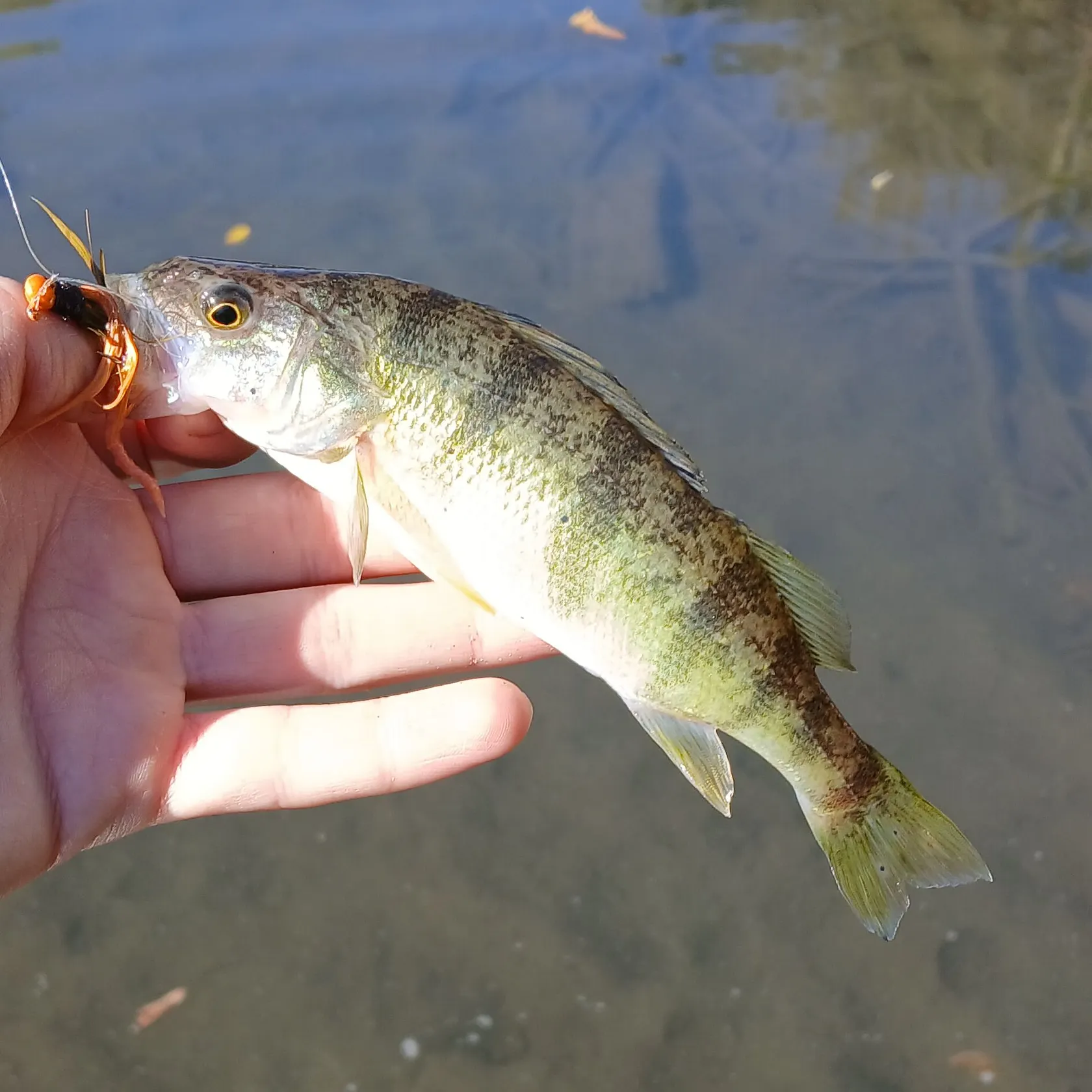 Yellow perch caught on Fishbrain
