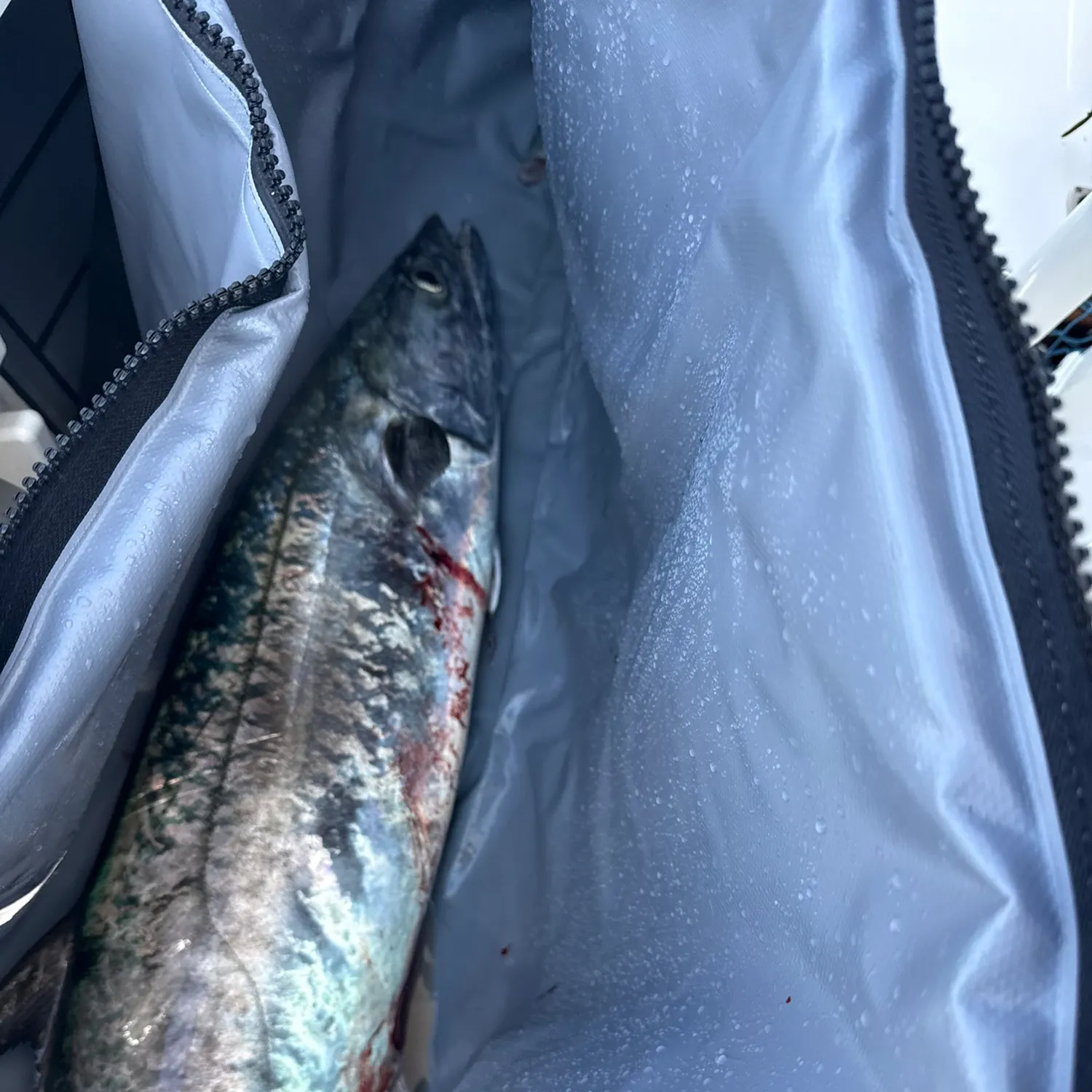 The most recent King mackerel catches on Fishbrain