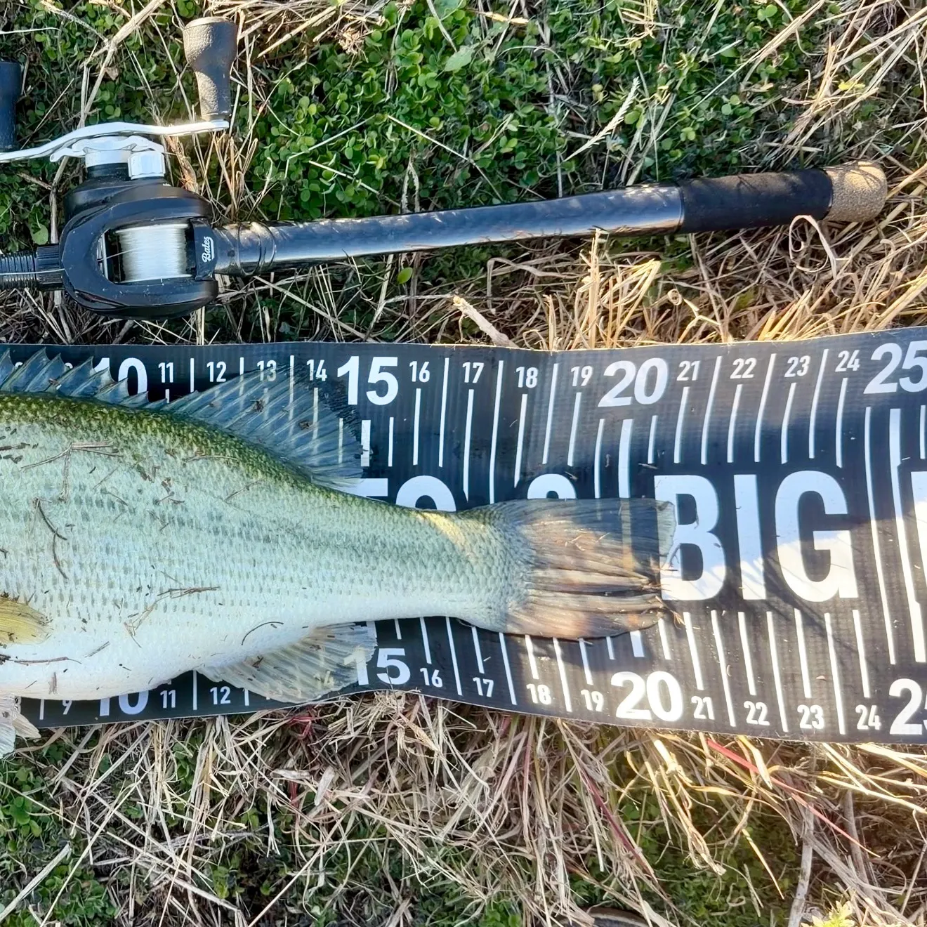 The most recent Largemouth bass catches on Fishbrain