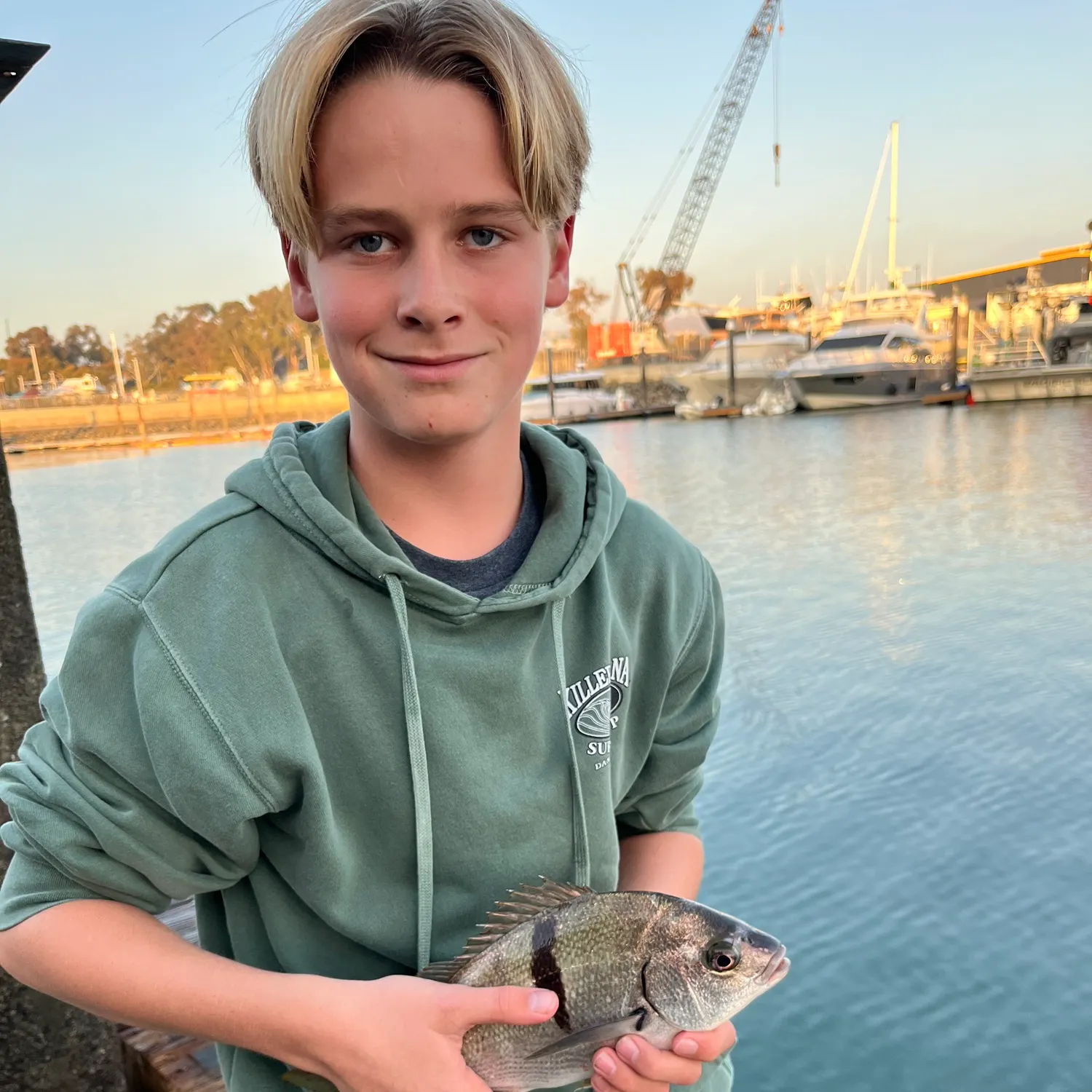 The most recent Sargo catches on Fishbrain