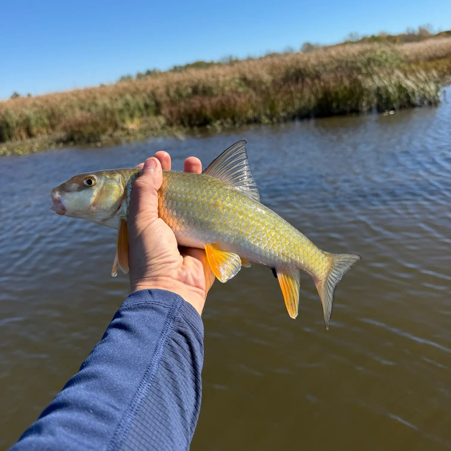 Golden redhorse caught on Fishbrain