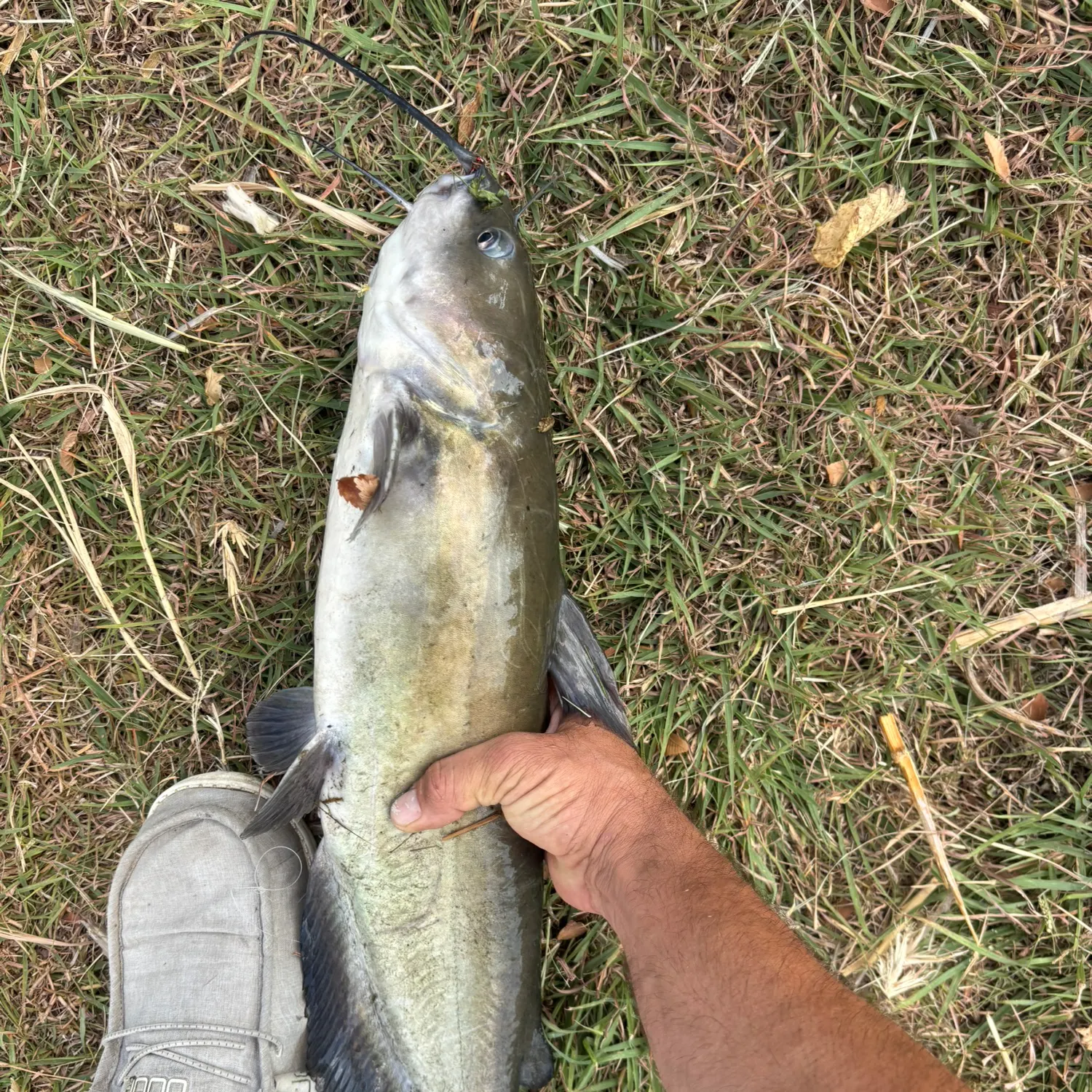 Channel catfish caught on Fishbrain
