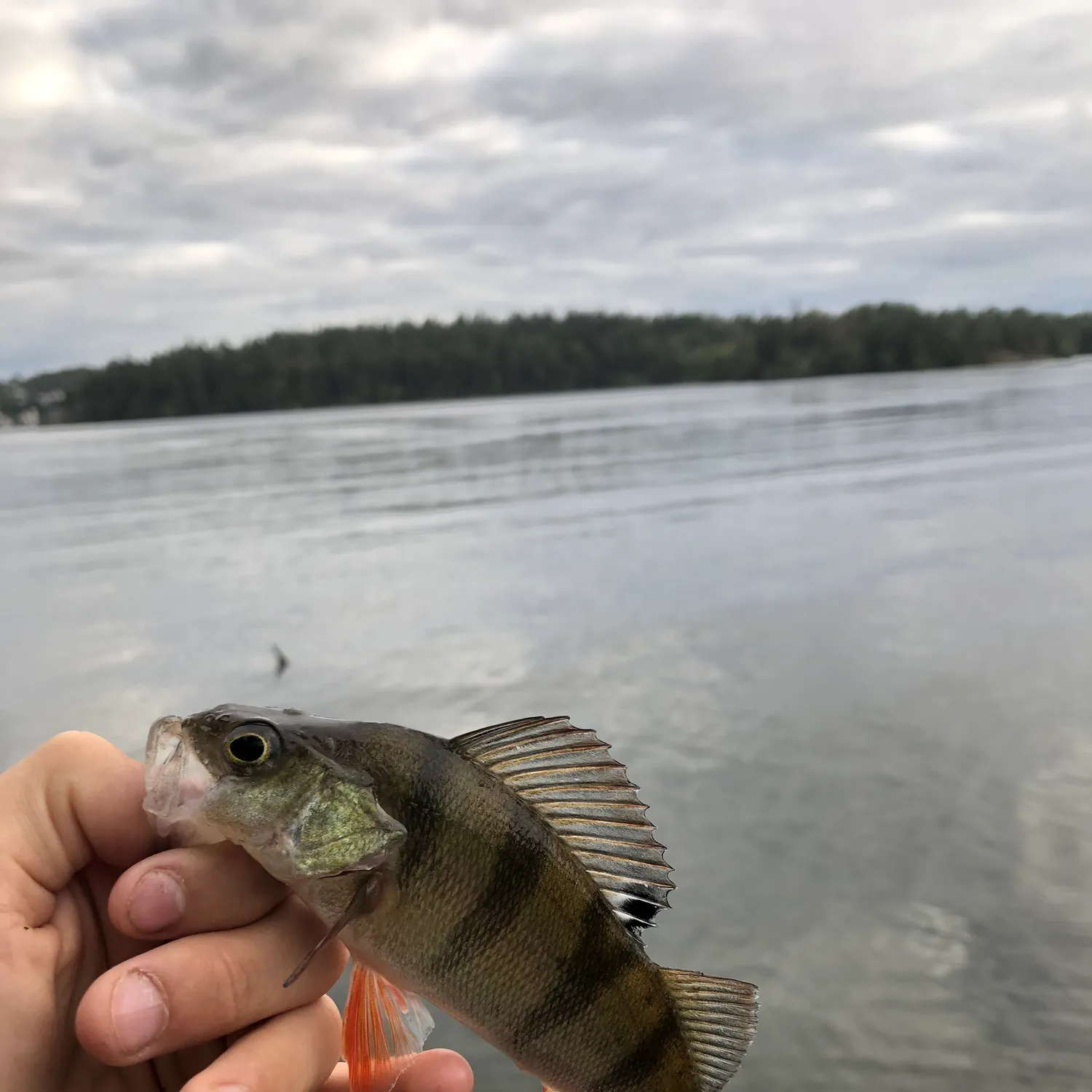 The most recent European perch catches on Fishbrain