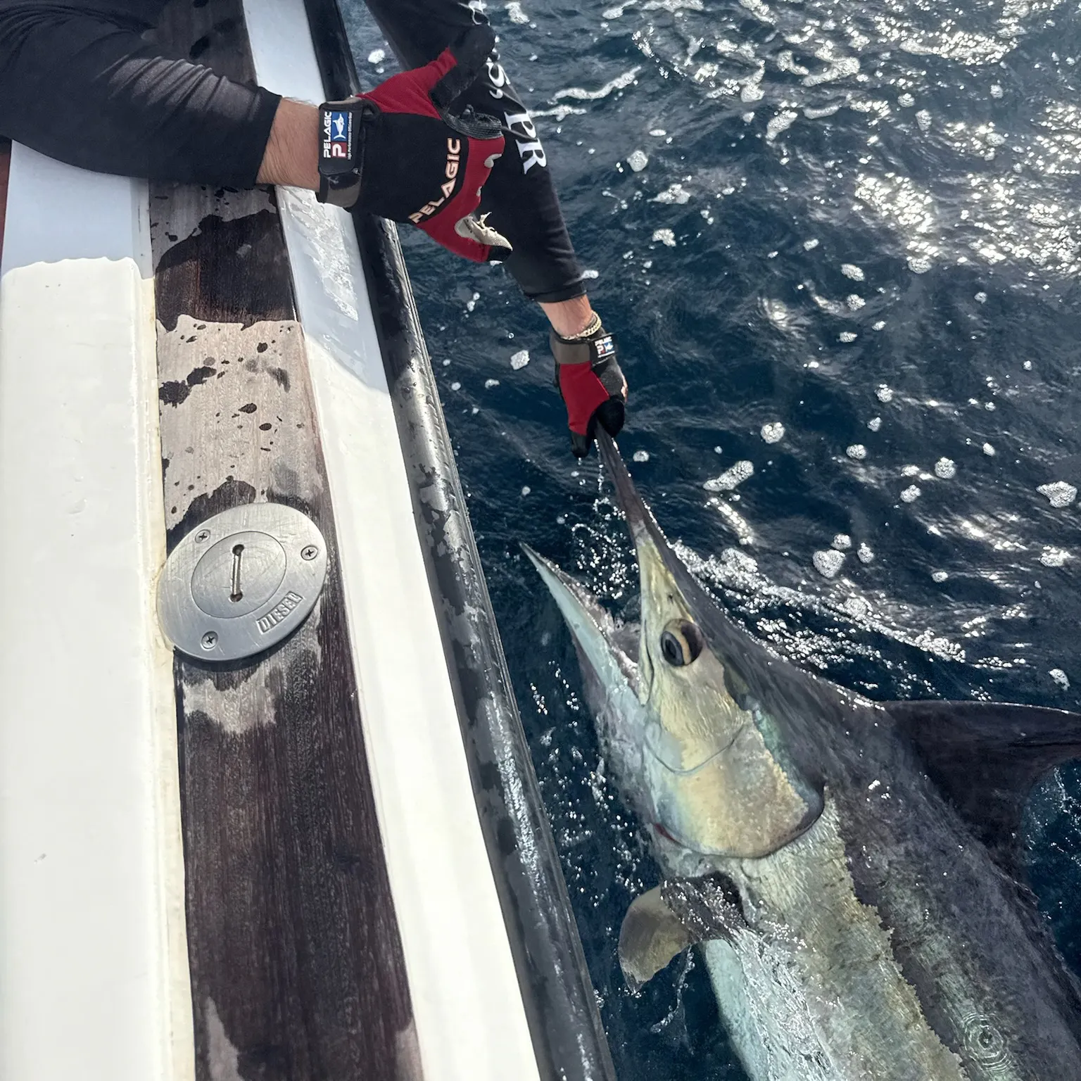 The most recent Atlantic blue marlin catches on Fishbrain